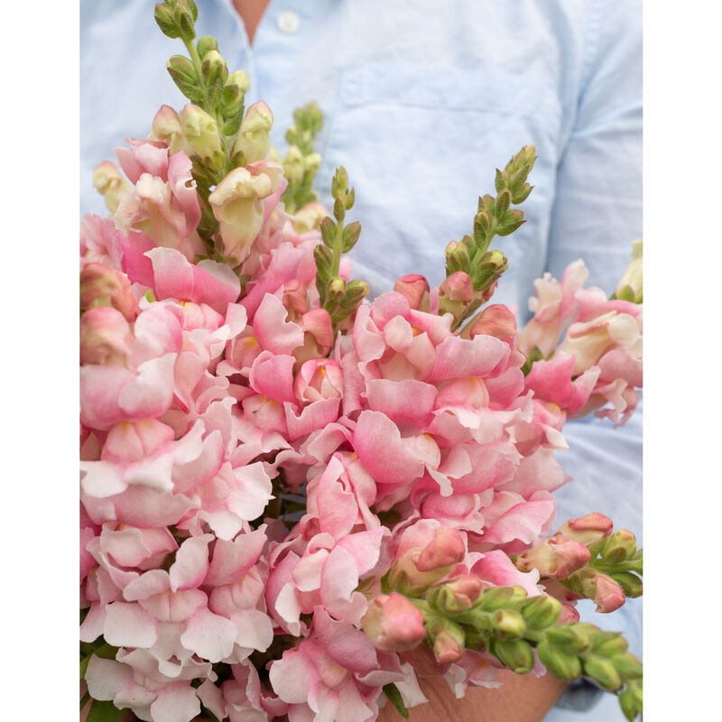 Snapdragon 'Bridal Pink'