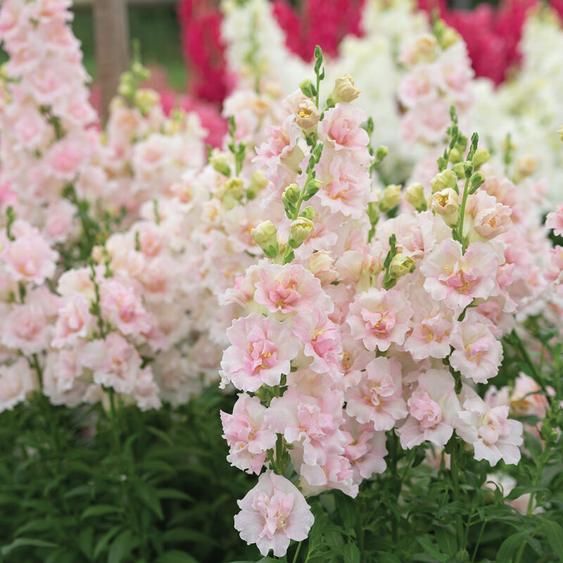Snapdragon 'Double Frappe Light Pink 2'