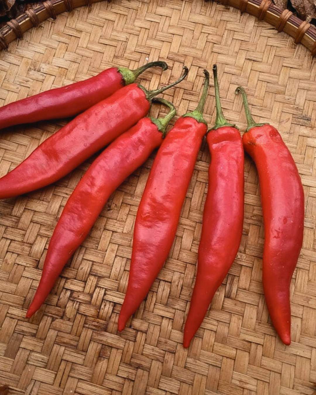 Pepper, Hot 'Hong Gochu Large'