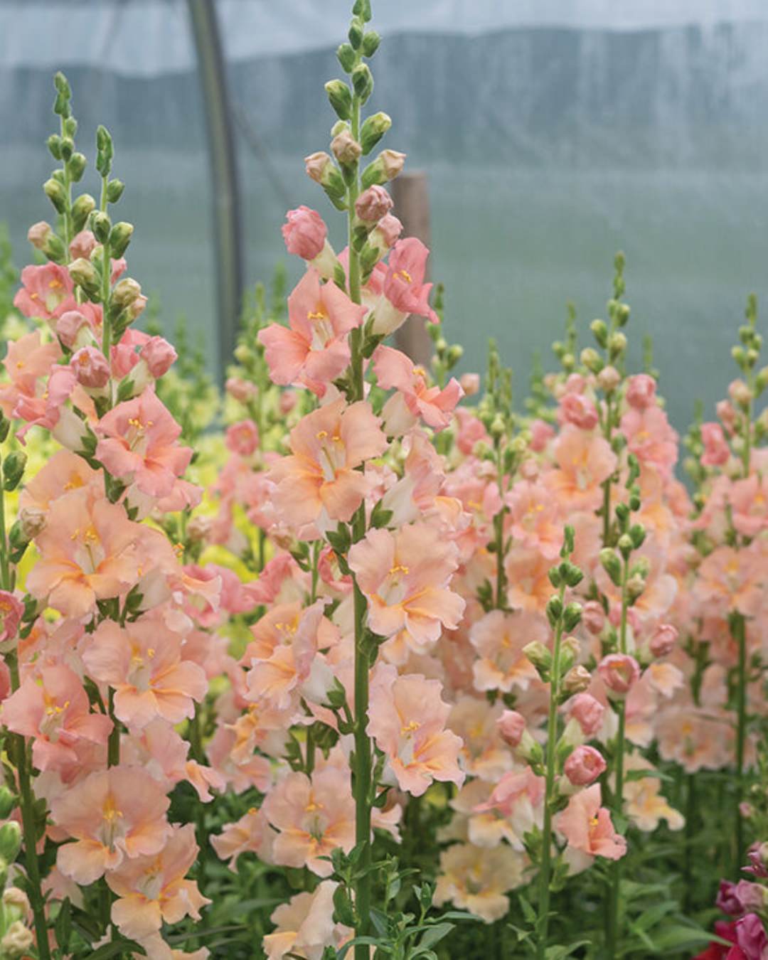 Snapdragon 'Chantilly™ Light Salmon'