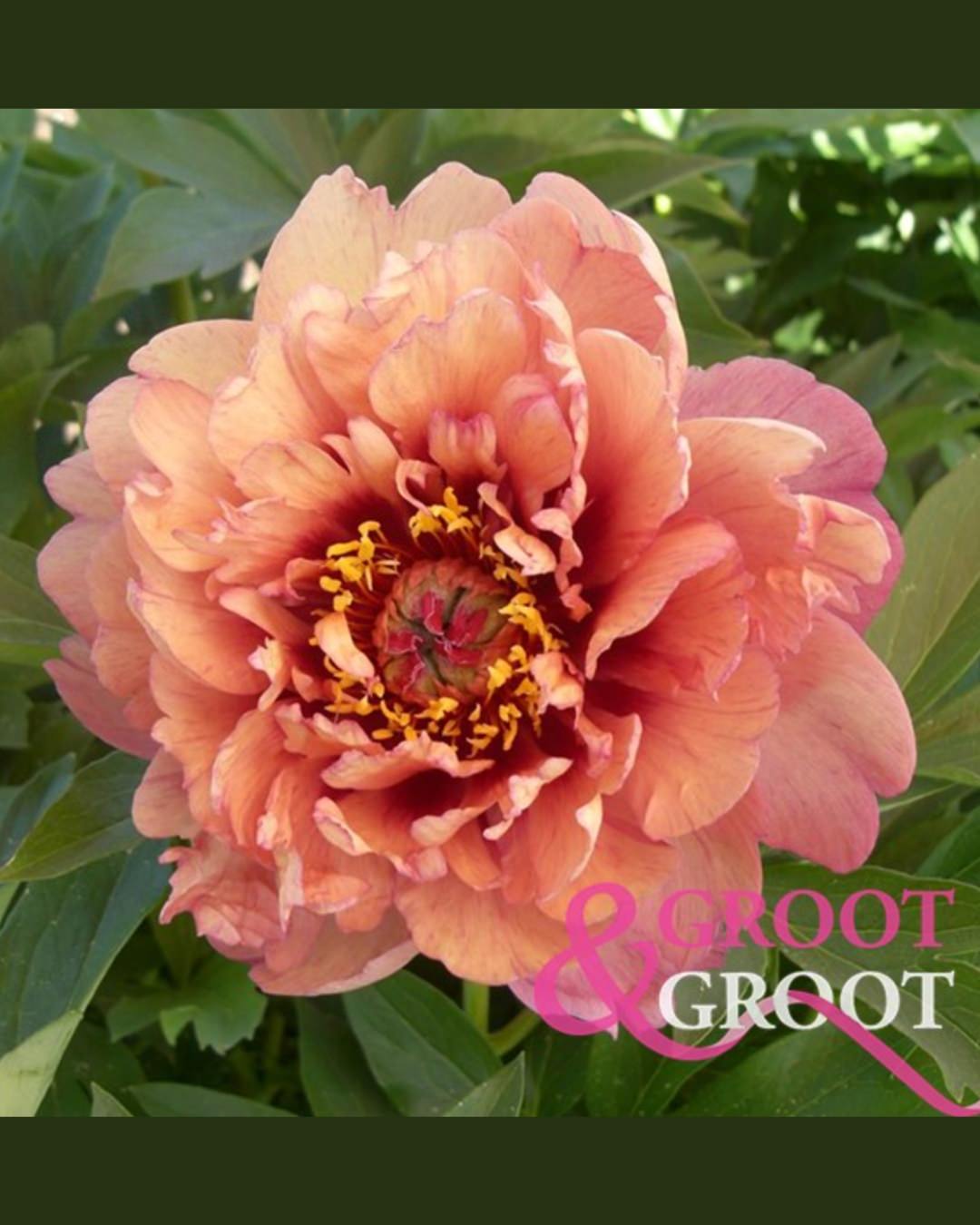 Peony 'Oochigeas' (3-5 eye) (very rare & limited)