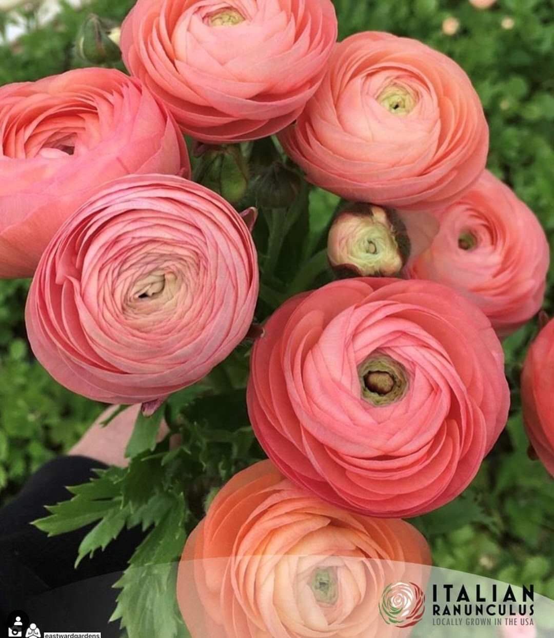 Ranunculus Italian Elegance Salmone®