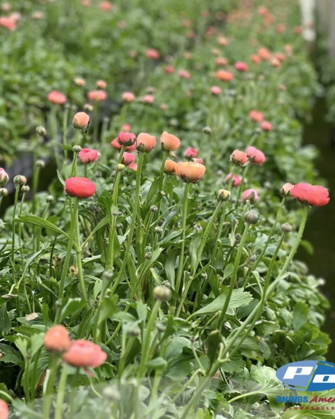 Ranunculus Italian Elegance Salmone®