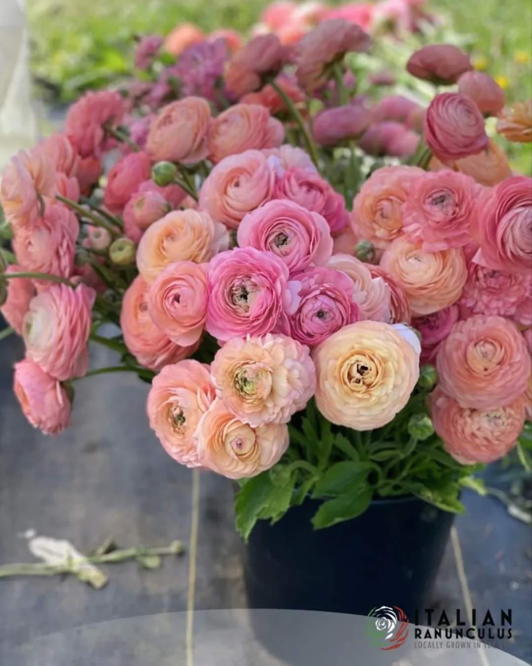 Ranunculus Italian Elegance Salmone®
