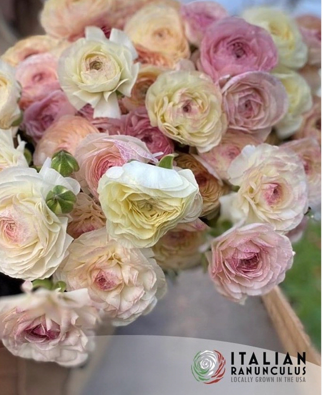 Ranunculus Italian Elegance Bianco Sfumato®