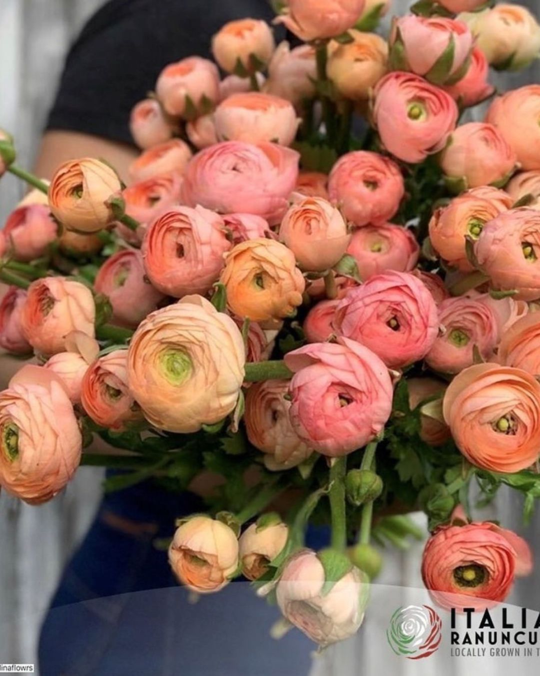 Ranunculus Italian Elegance Salmone®