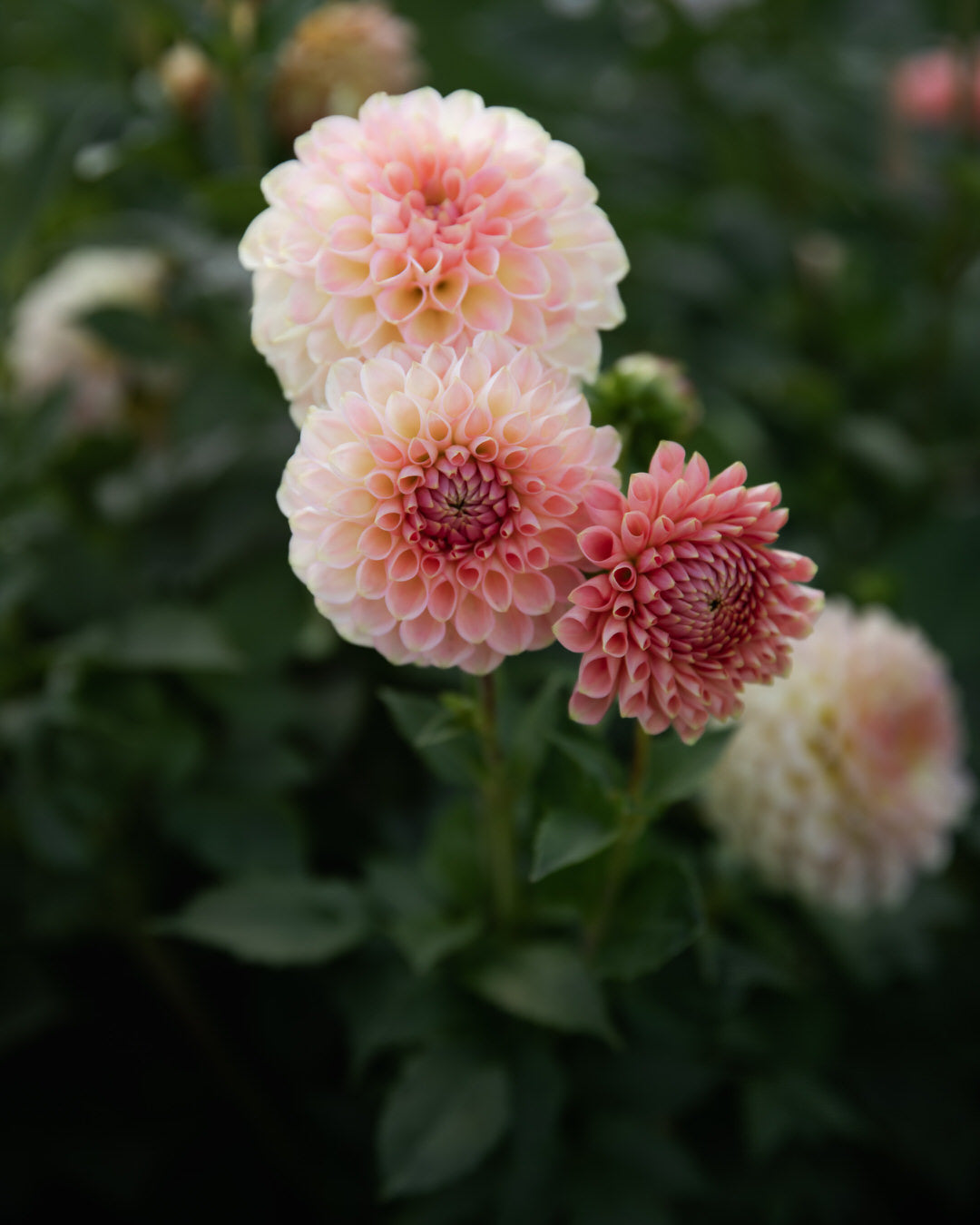 Dahlia 20th Ave Softer Peach