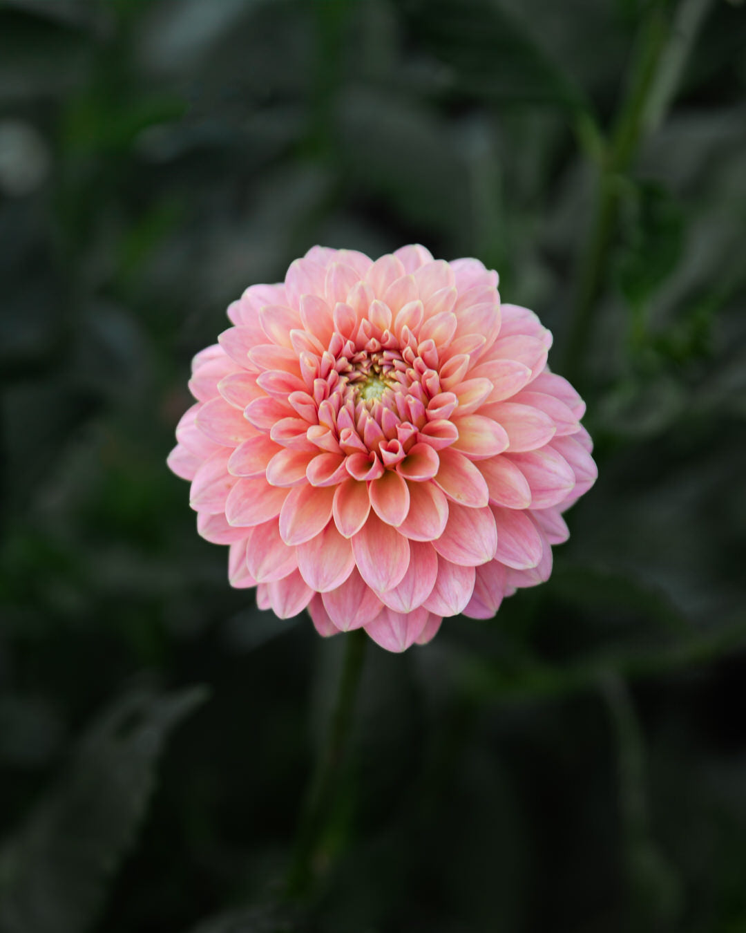 Dahlia KA's® Boho Peach