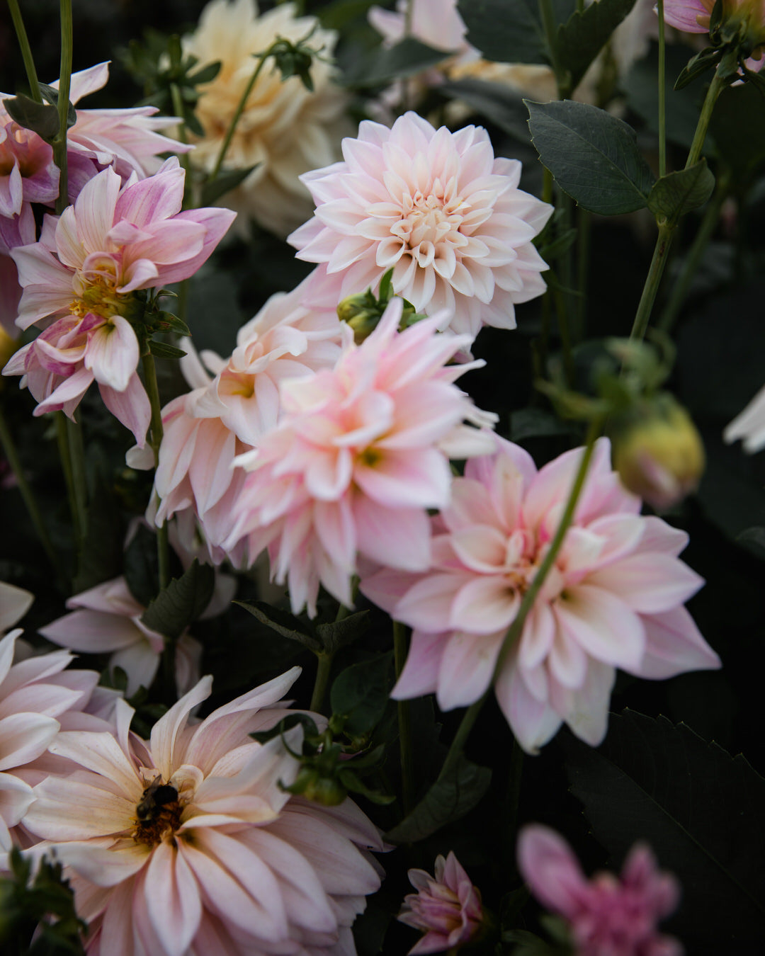 Dahlia KA's® Mocha Jake