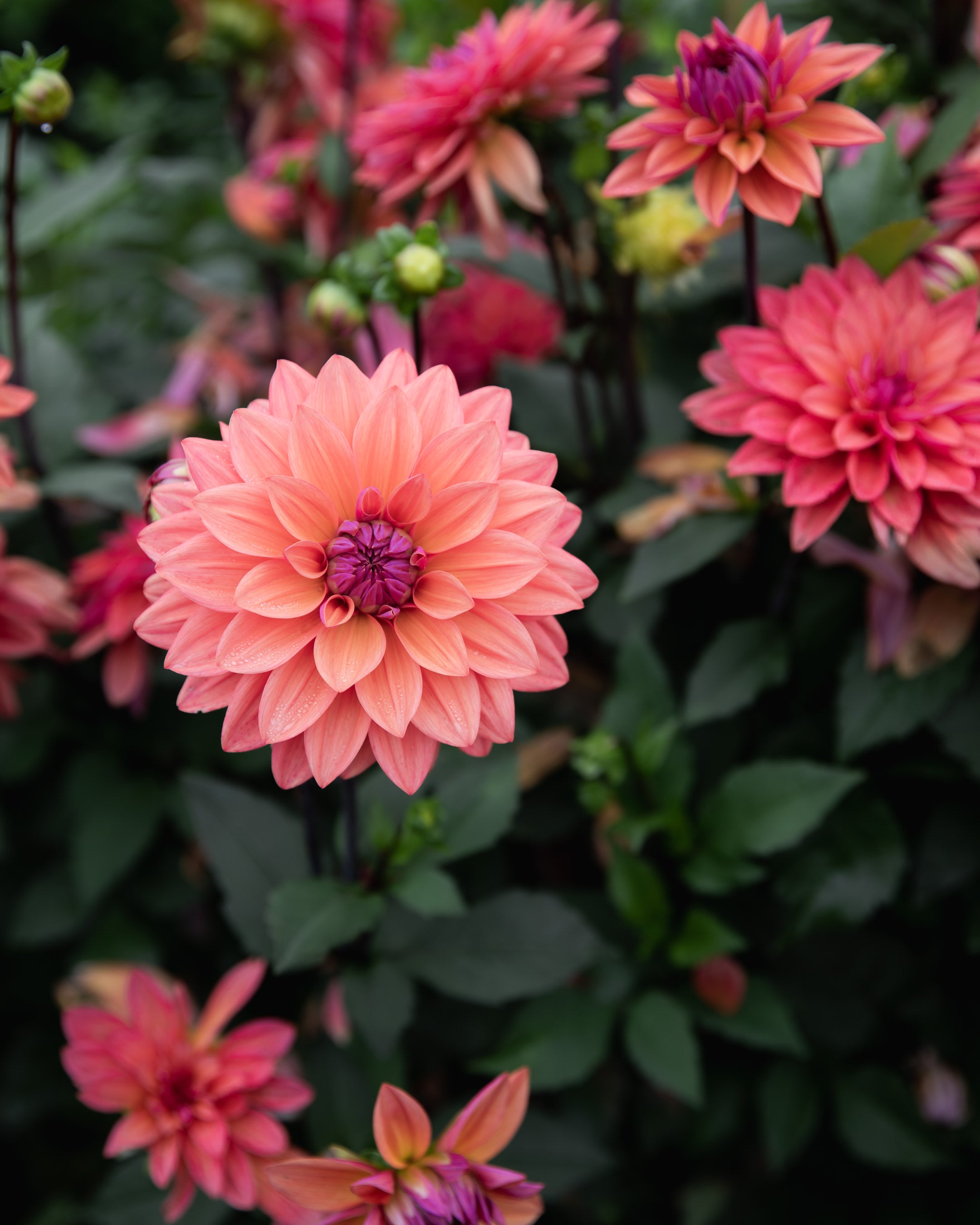Dahlia American Dawn (LIMIT 1)