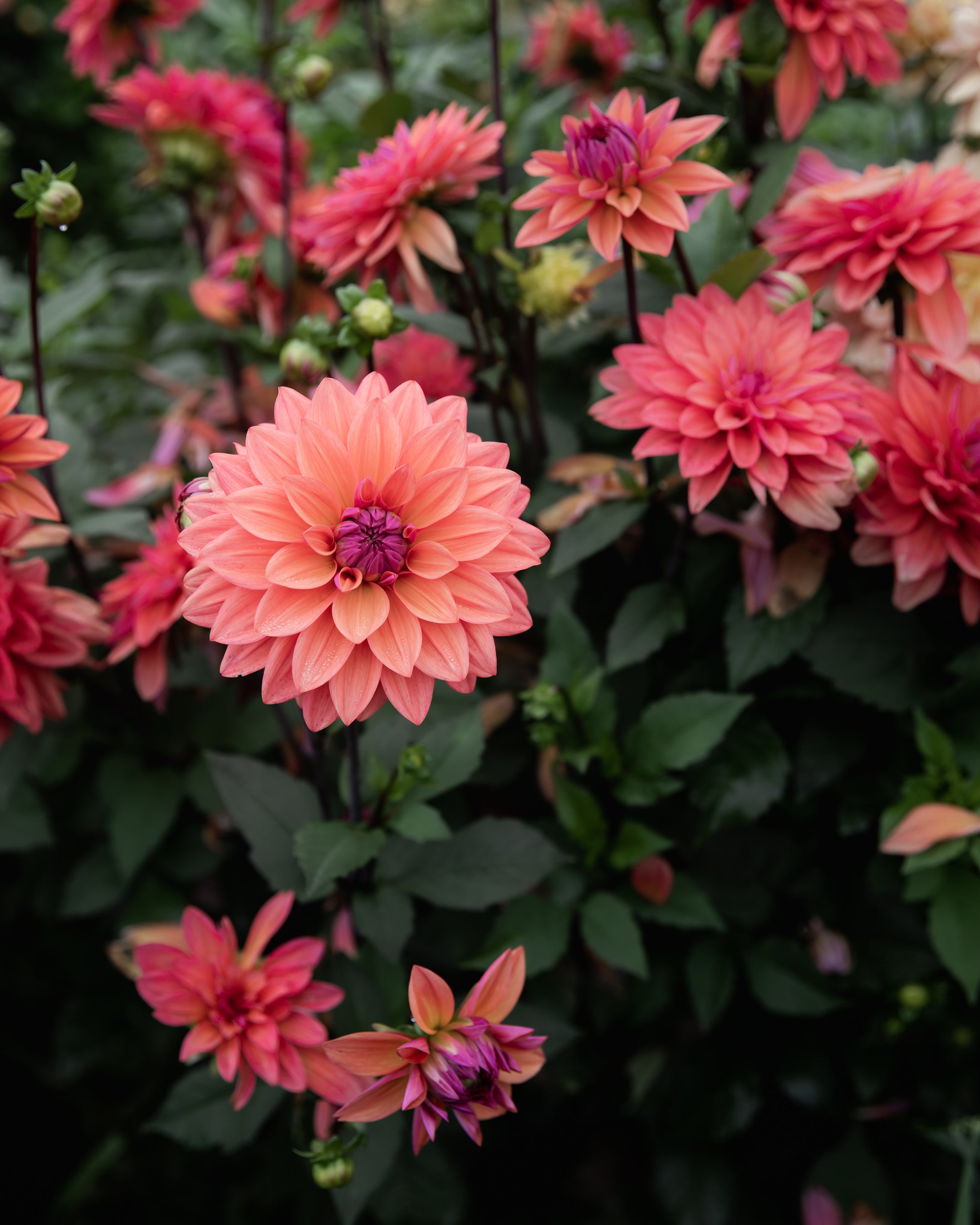 Dahlia American Dawn (LIMIT 1)