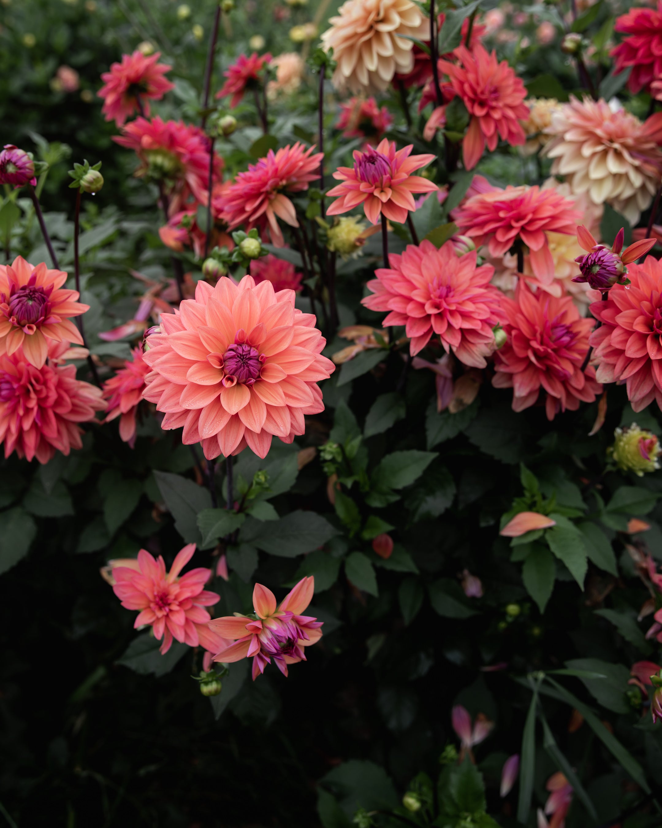 Dahlia American Dawn (LIMIT 1)