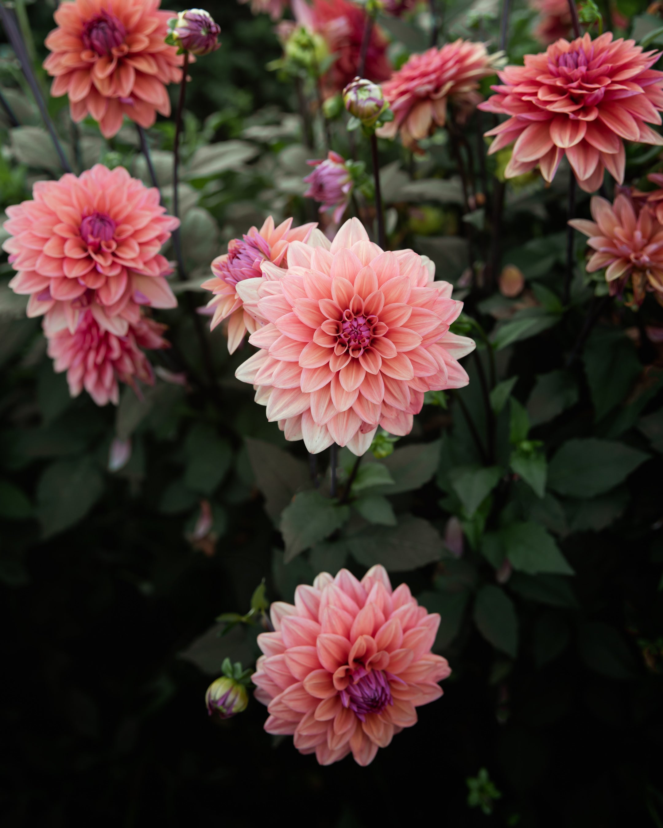 Dahlia American Dawn (LIMIT 1)
