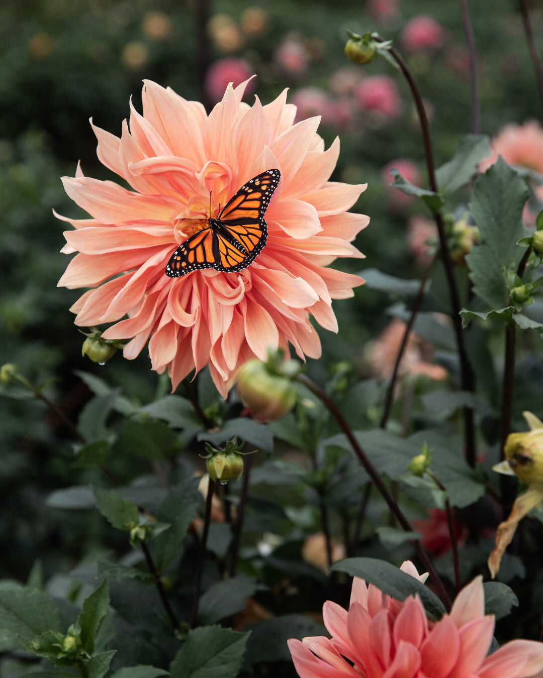 Dahlia Babylon Bronze For The Bees (Open Center)