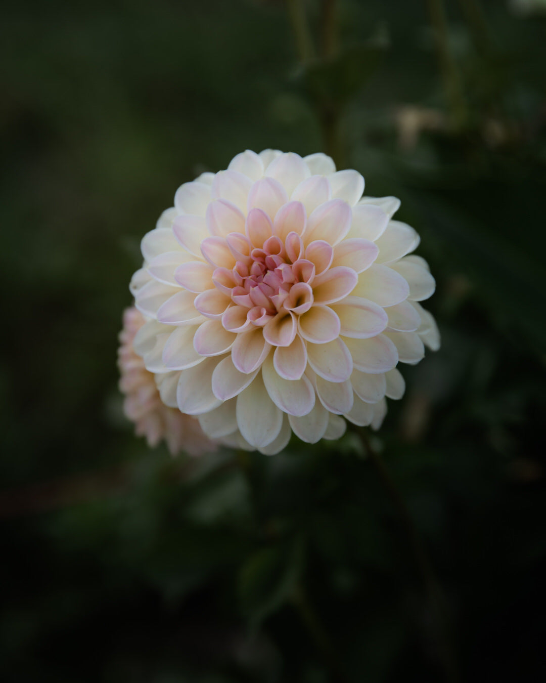 Dahlia Barbarry Dominion (LIMIT 1)