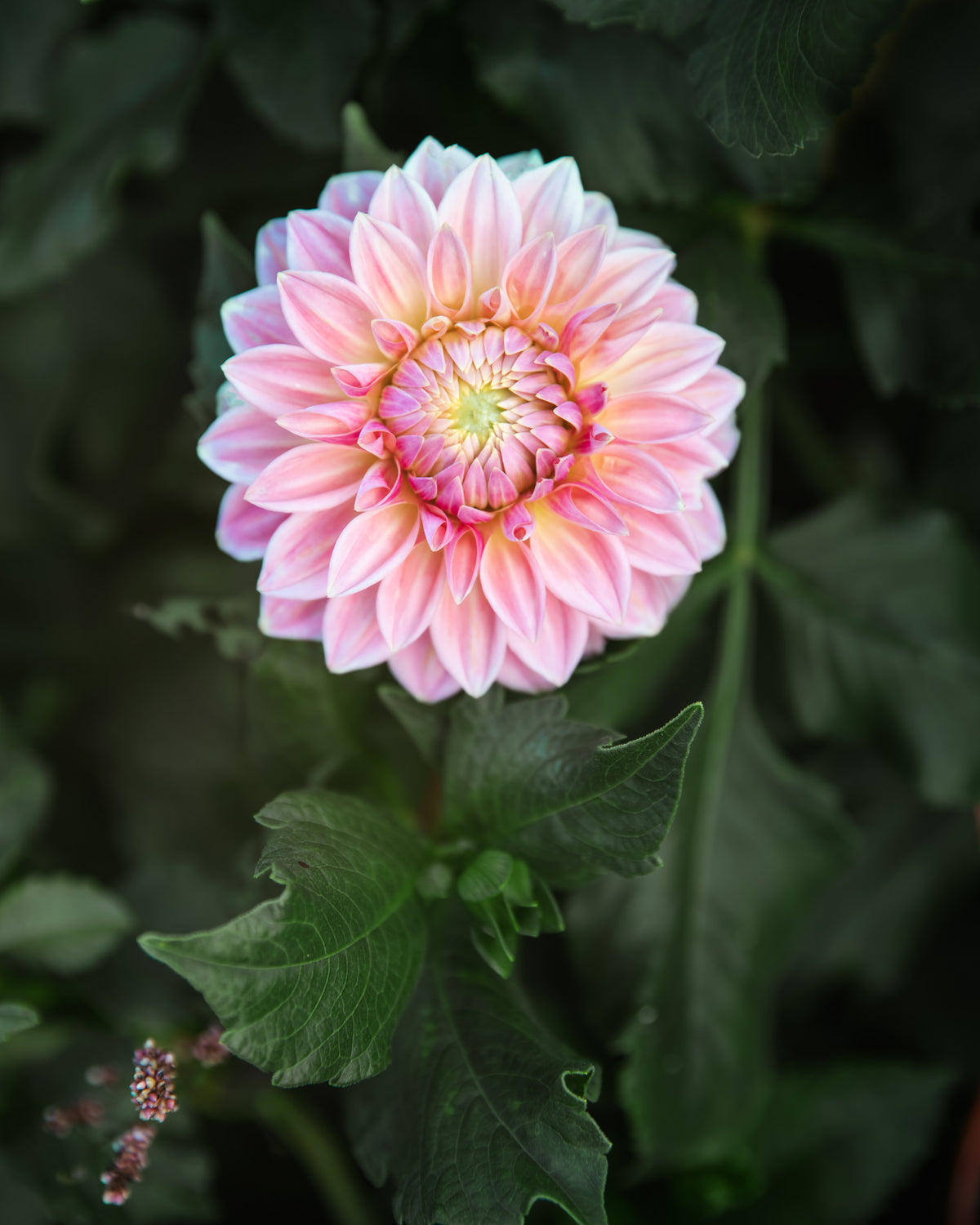 Dahlia Bloomquist Alan Tuber Sale