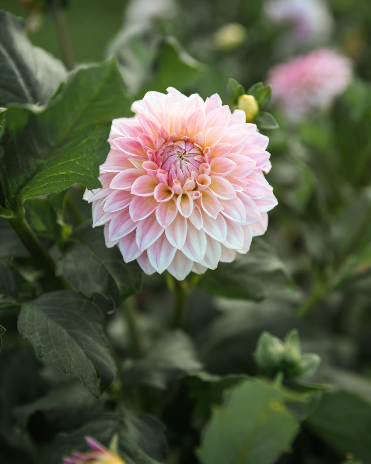 Dahlia Bloomquist Alan Tuber Sale