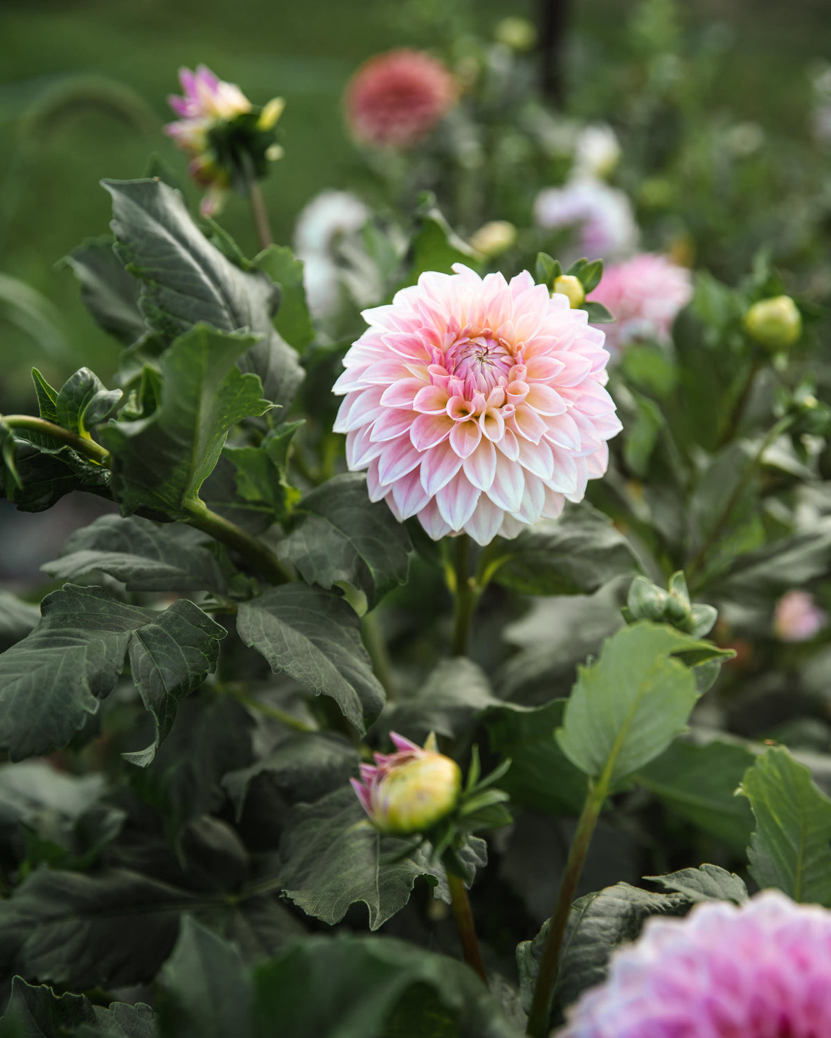 Dahlia Bloomquist Alan Tuber Sale