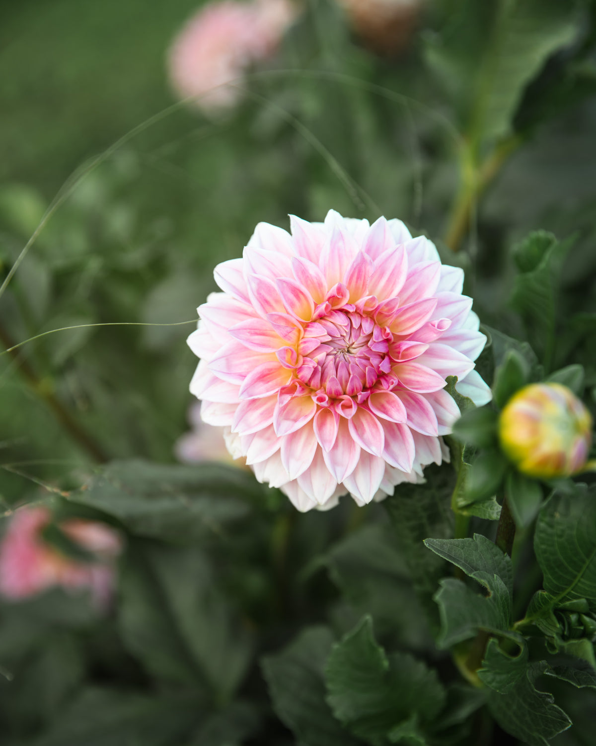 Dahlia Bloomquist Alan Tuber Sale