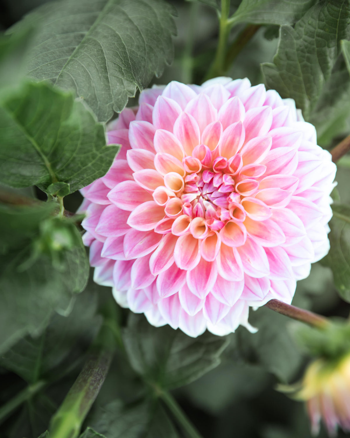Dahlia Bloomquist Alan Tuber Sale