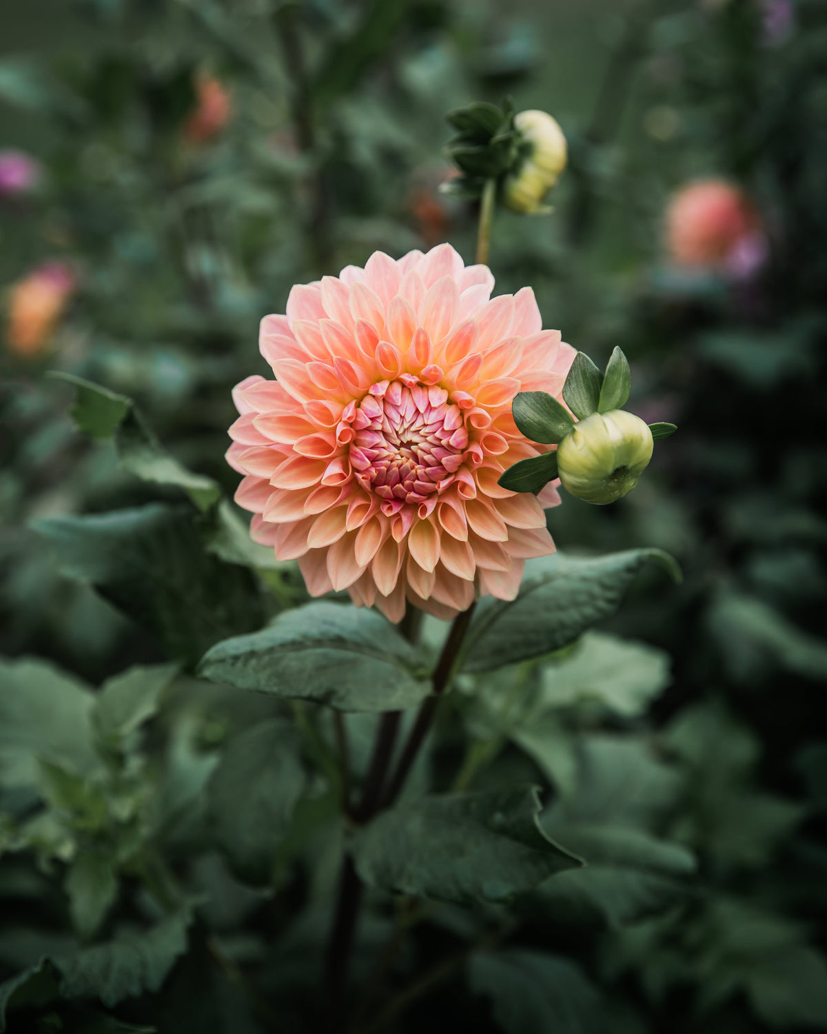 Dahlia Bloomquist Alan Tuber Sale