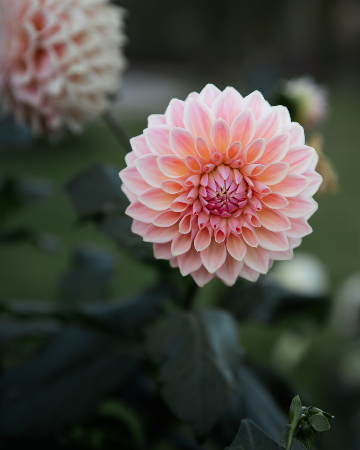 Dahlia Bloomquist Alan Tuber Sale