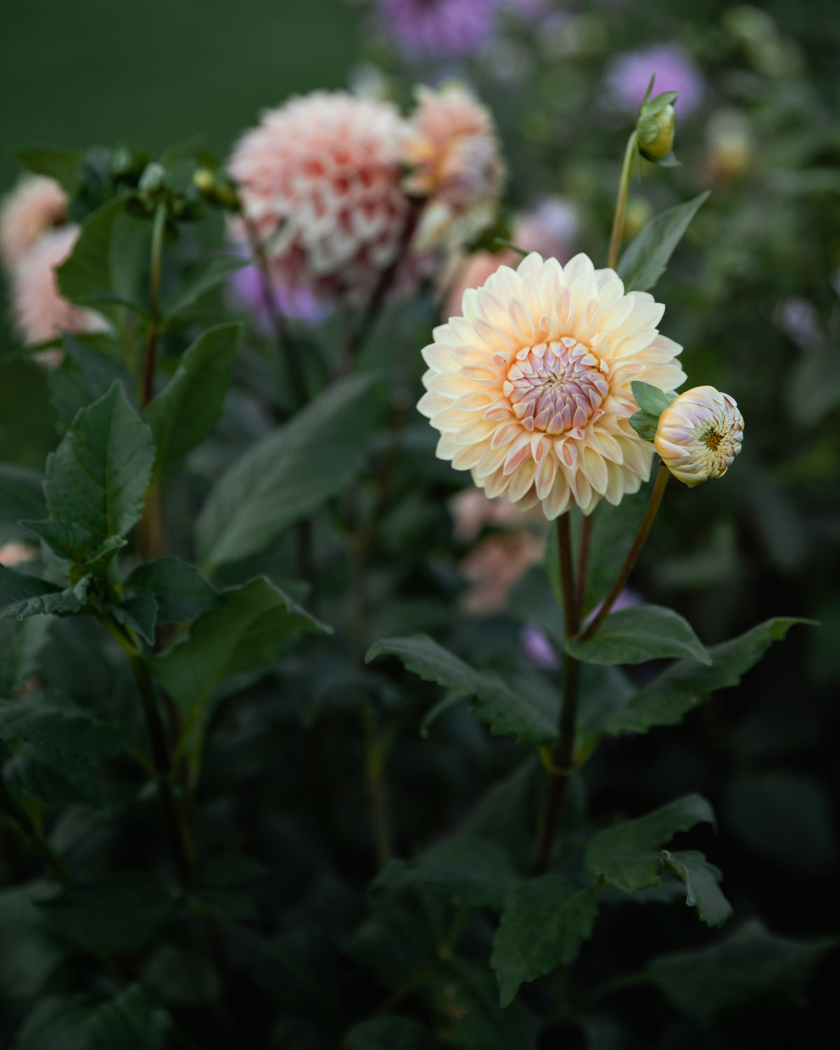 Dahlia Bloomquist Alan Tuber Sale