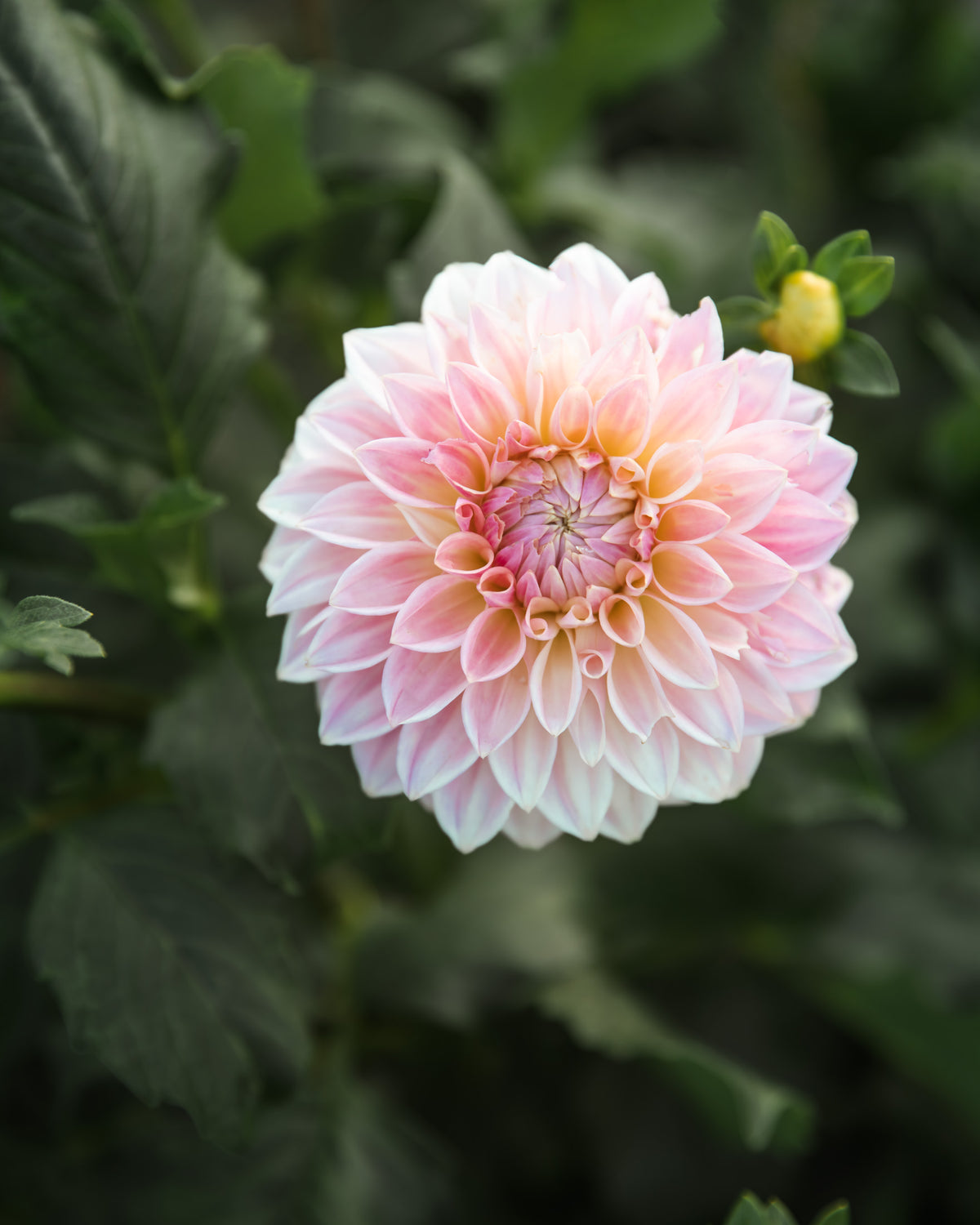 Dahlia Bloomquist Alan Tuber Sale