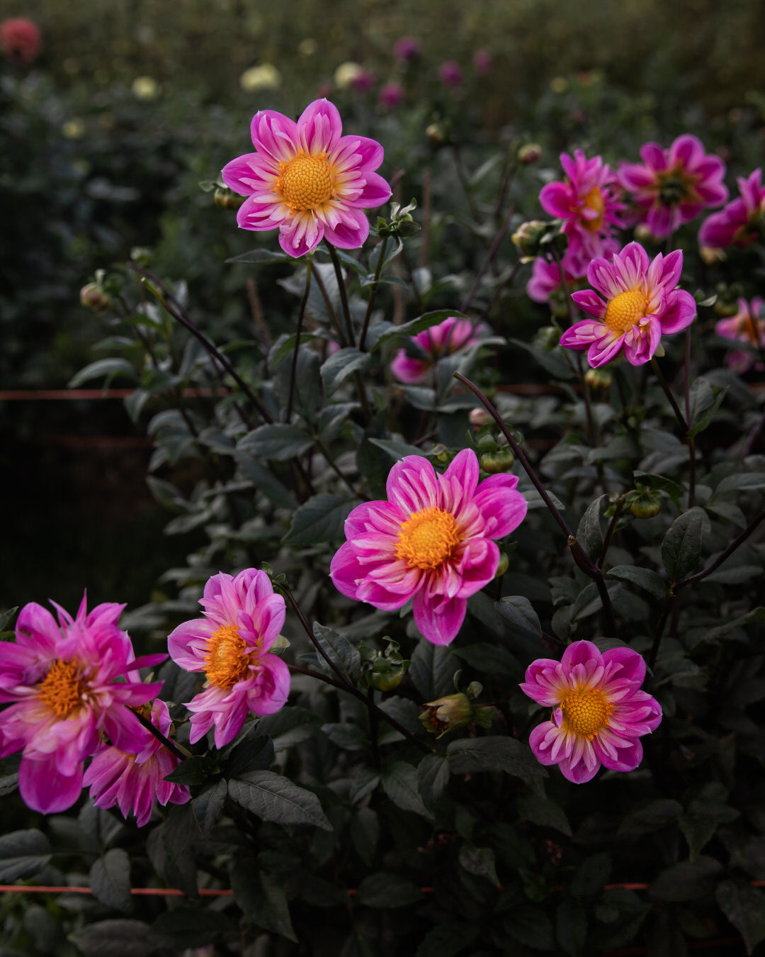 Dahlia Bloomquist Arise (LIMIT 1)