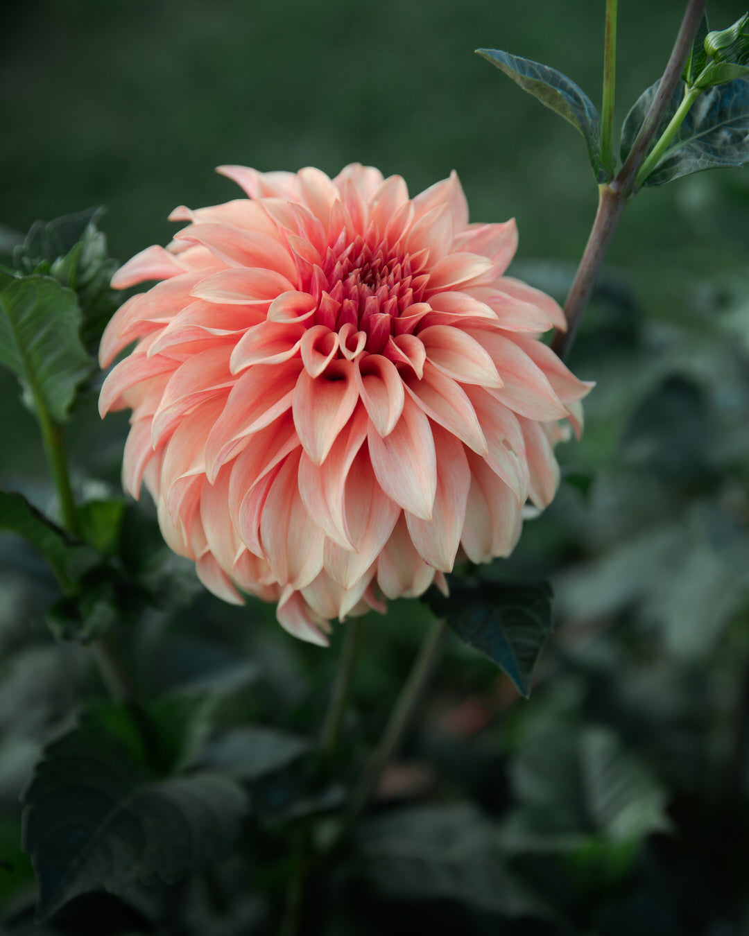 Dahlia Bloomquist Pleasing (LIMIT 1)