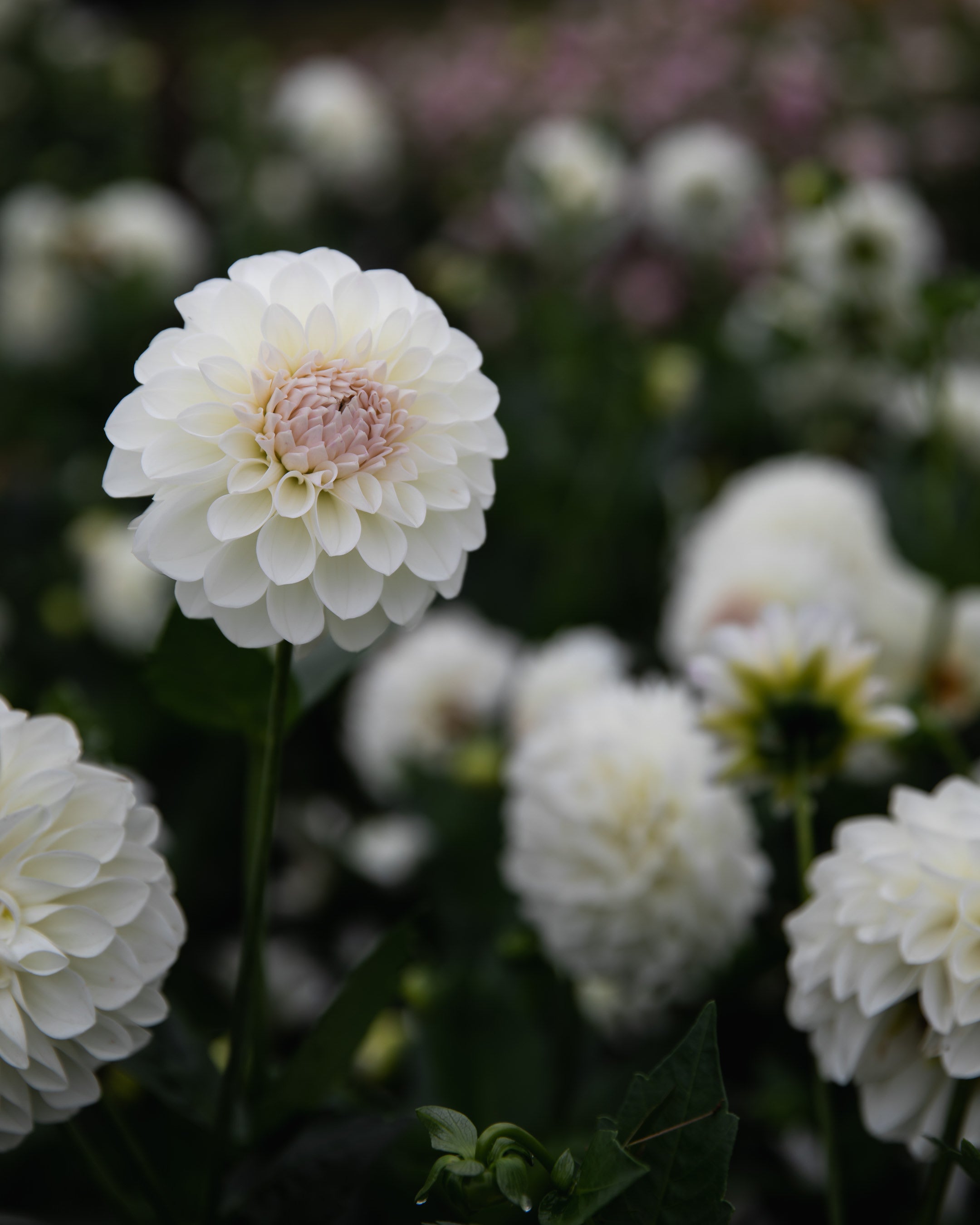 Dahlia Boom Boom White Tuber Sale