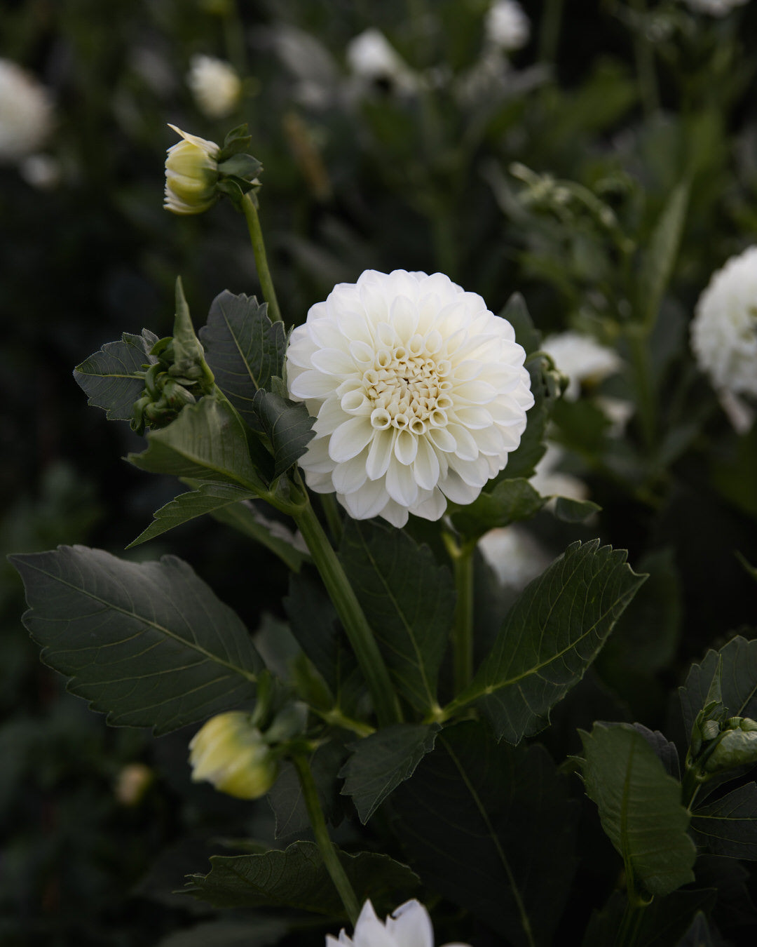 Dahlia Boom Boom White
