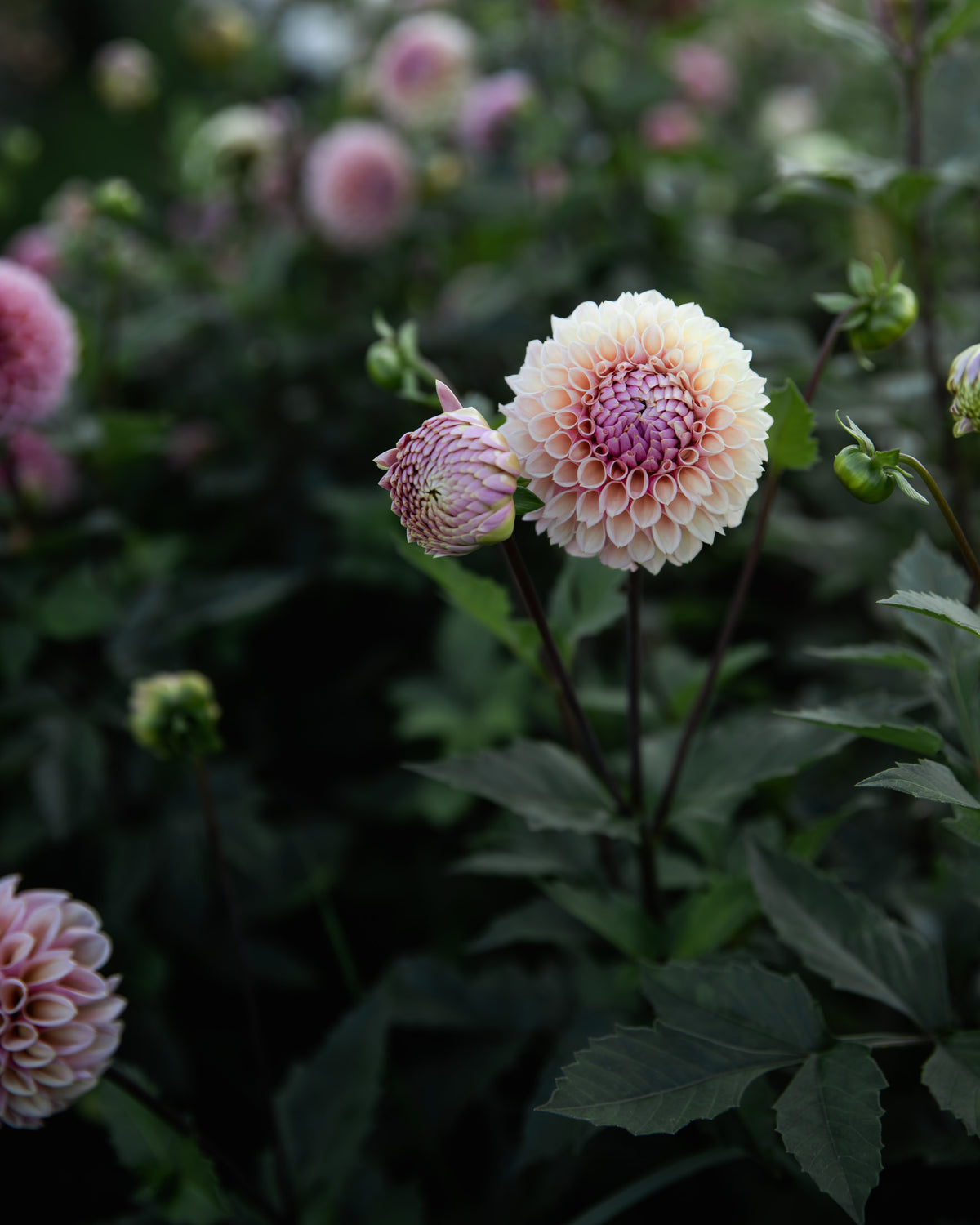 Dahlia Bracken Rose Tuber Sale