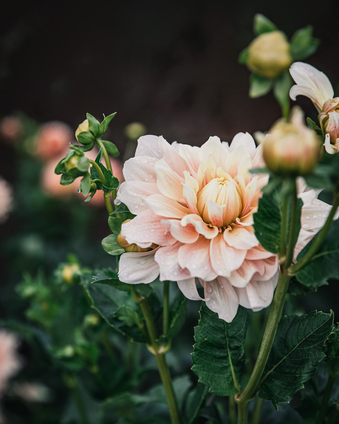 Dahlia Break Out Tuber Sale
