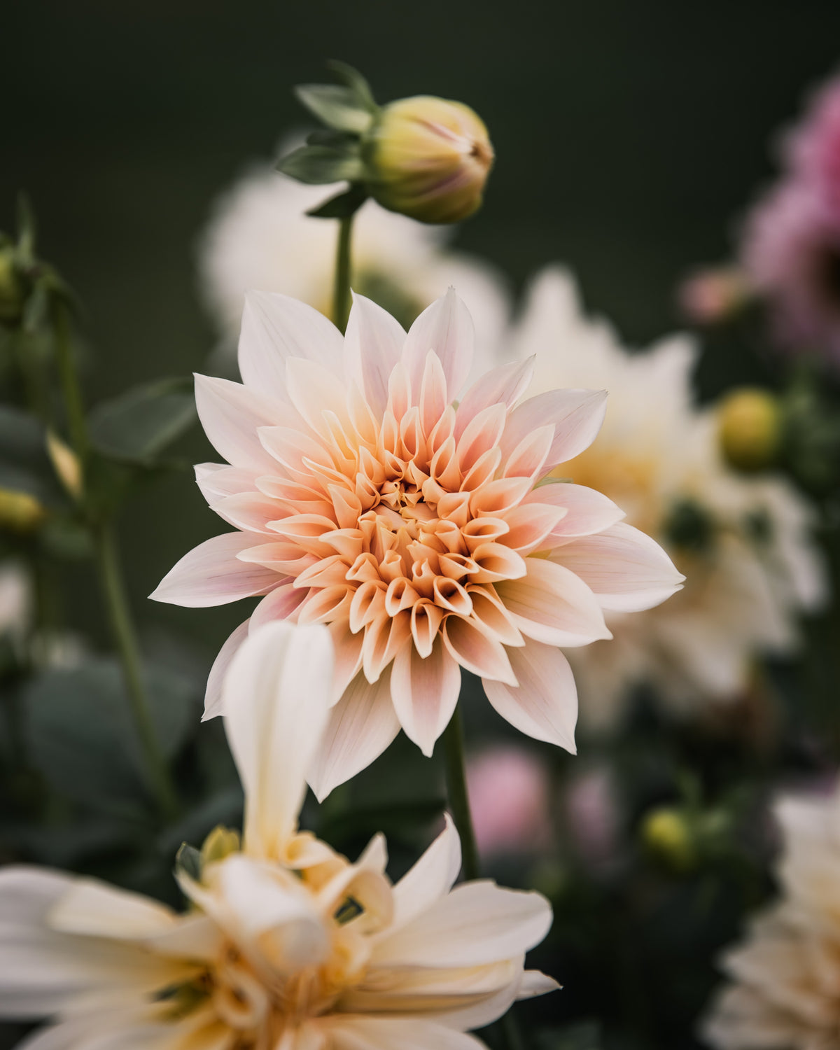 zz_Dahlia Café au Lait Mini (aka Jolene)