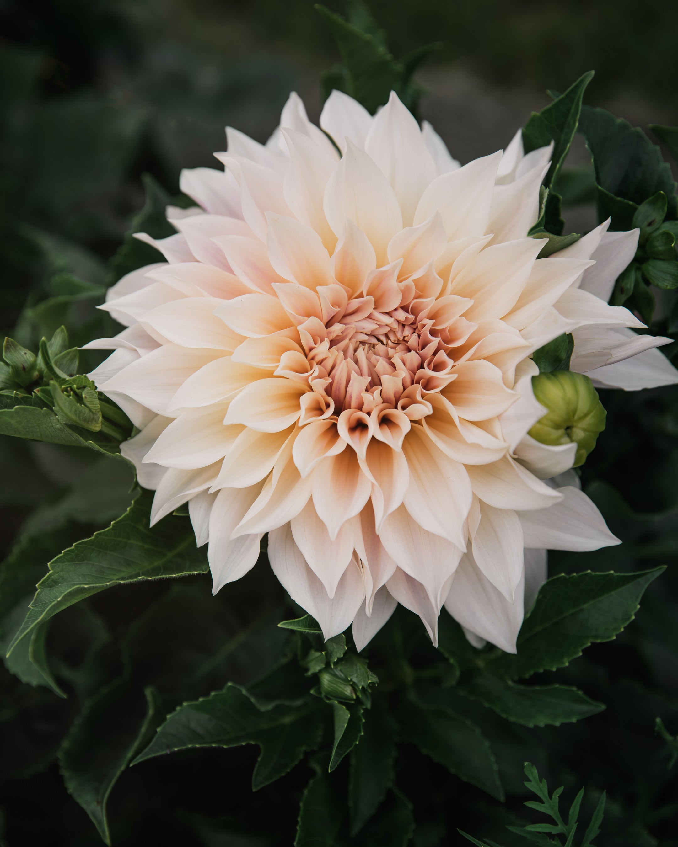 Dahlia Café Au Lait