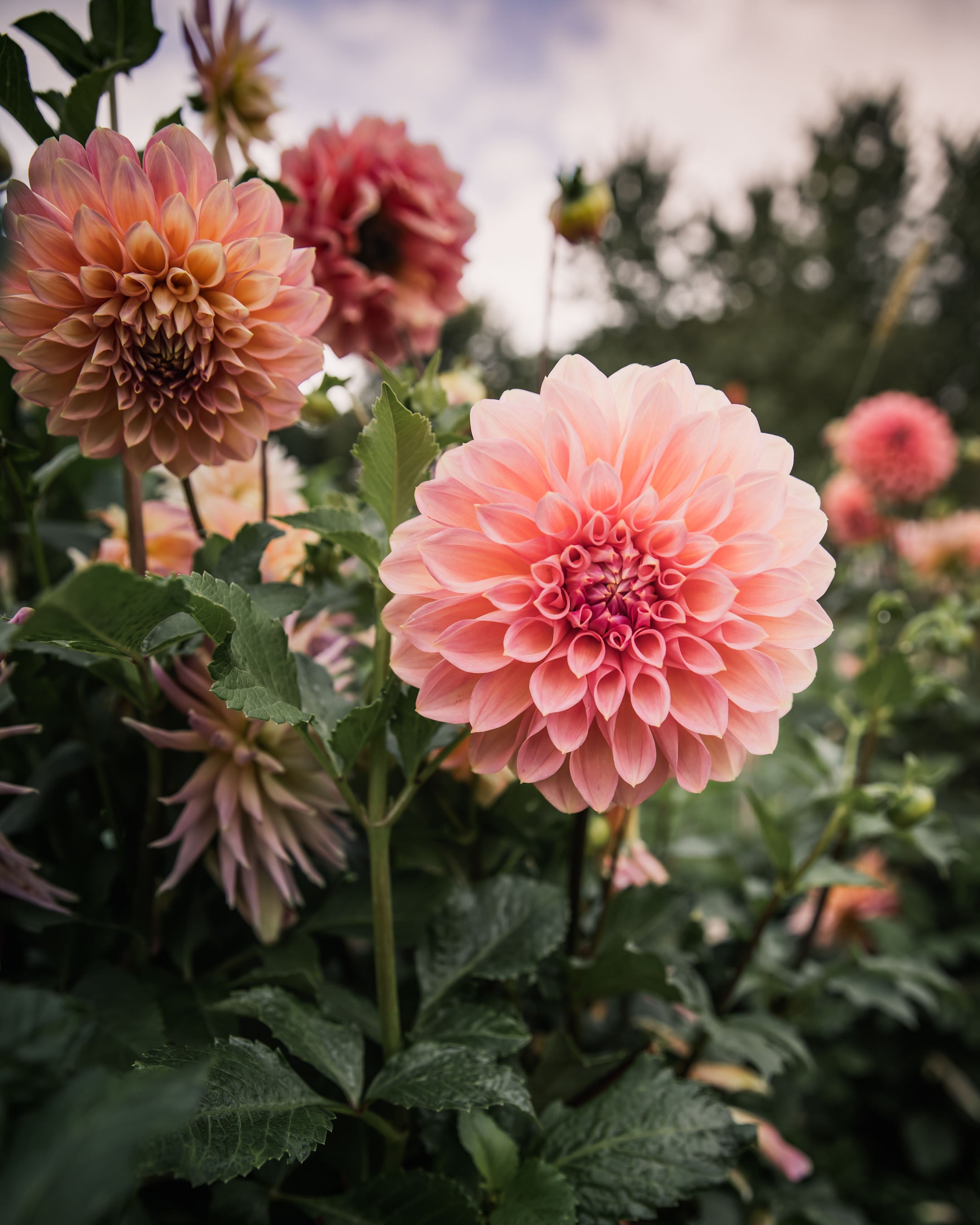 Dahlia Cameo Peach Tuber Sale