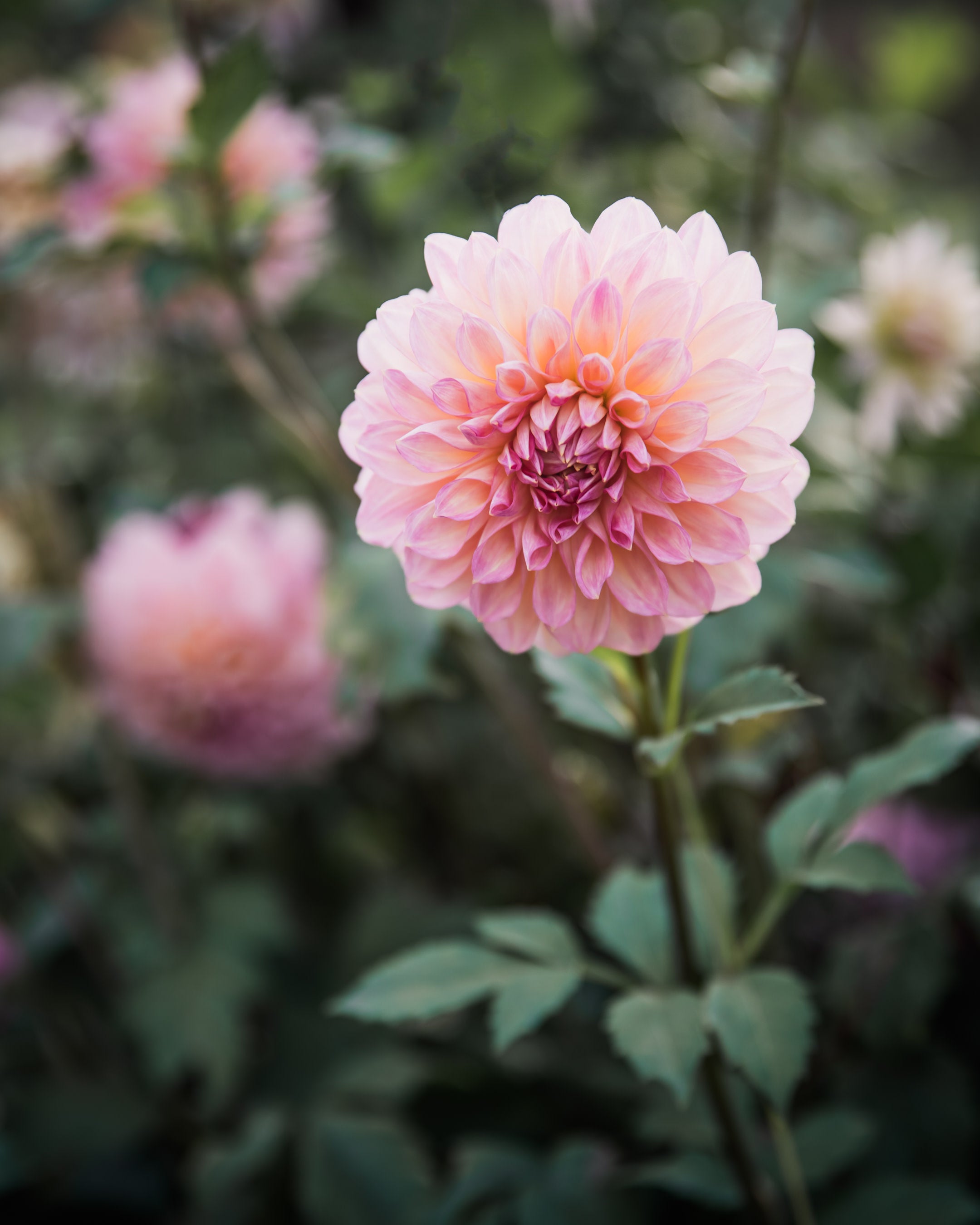 Dahlia Cameo Peach Tuber Sale
