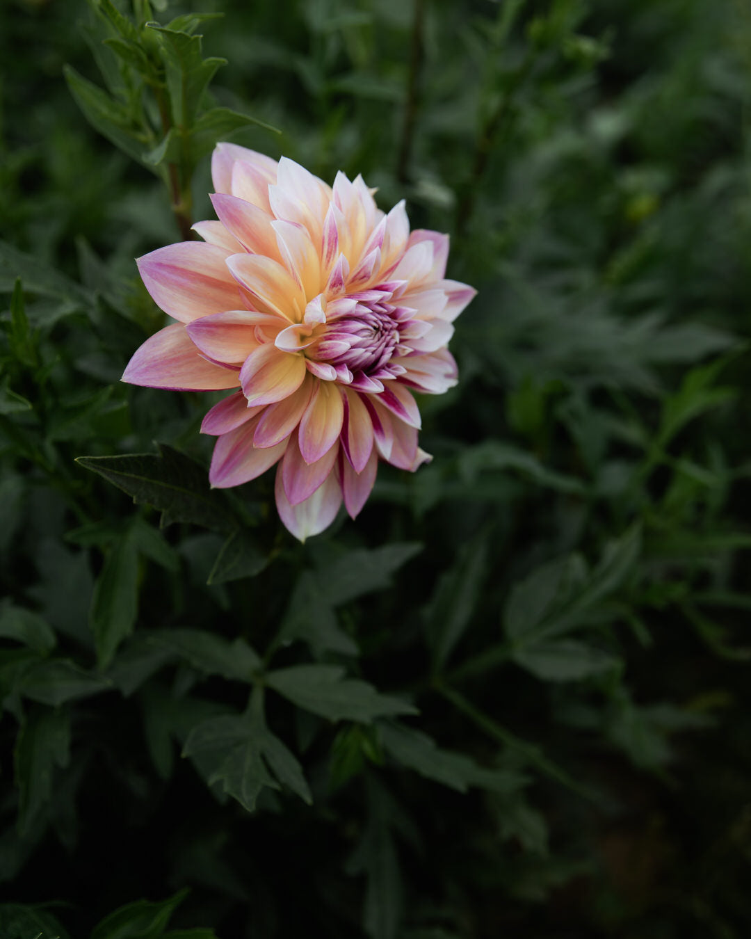 Dahlia Caribbean Fantasy