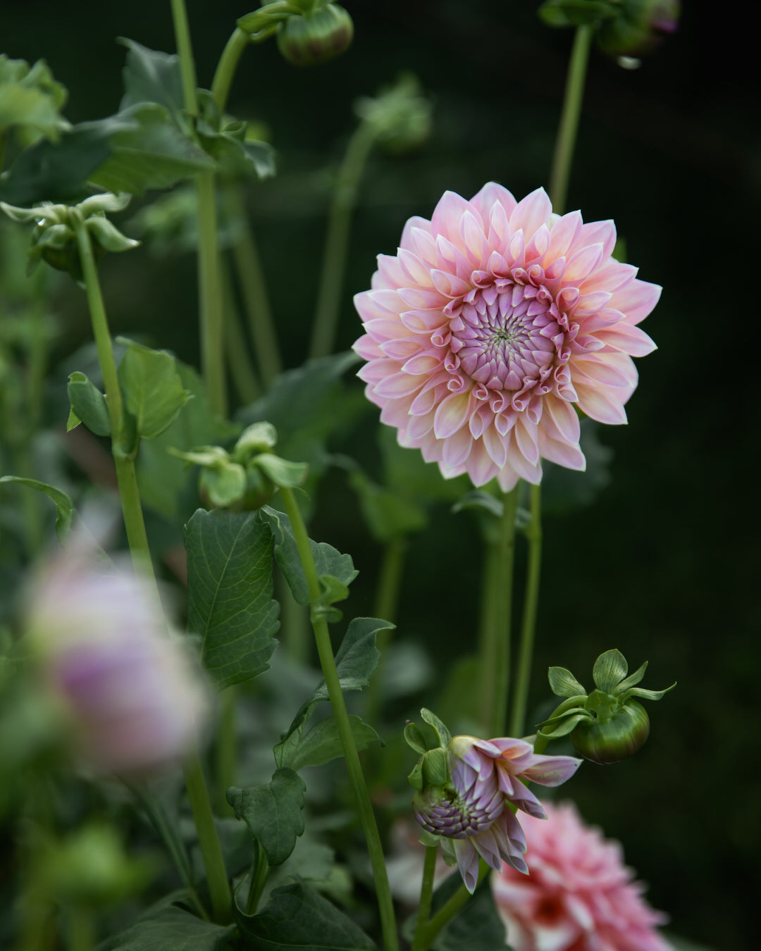 Dahlia Castle Drive (the REAL one!)