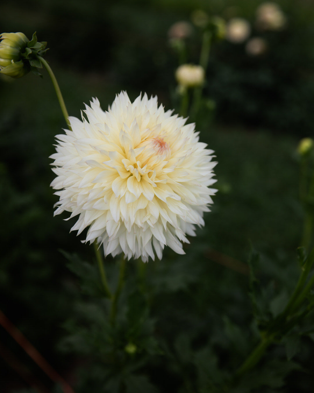 Dahlia Citron du Cap