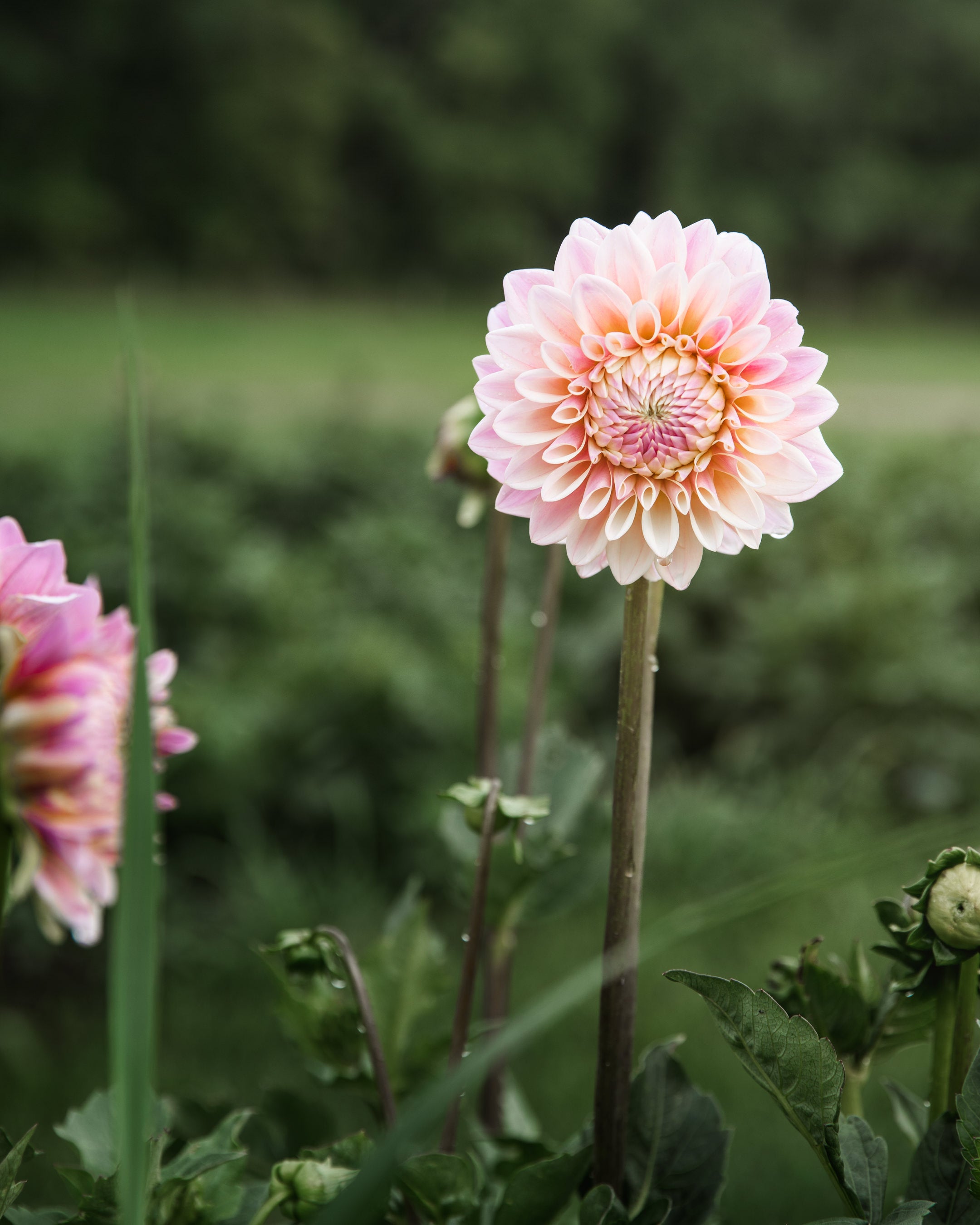 Dahlia Coralie Tube Sale