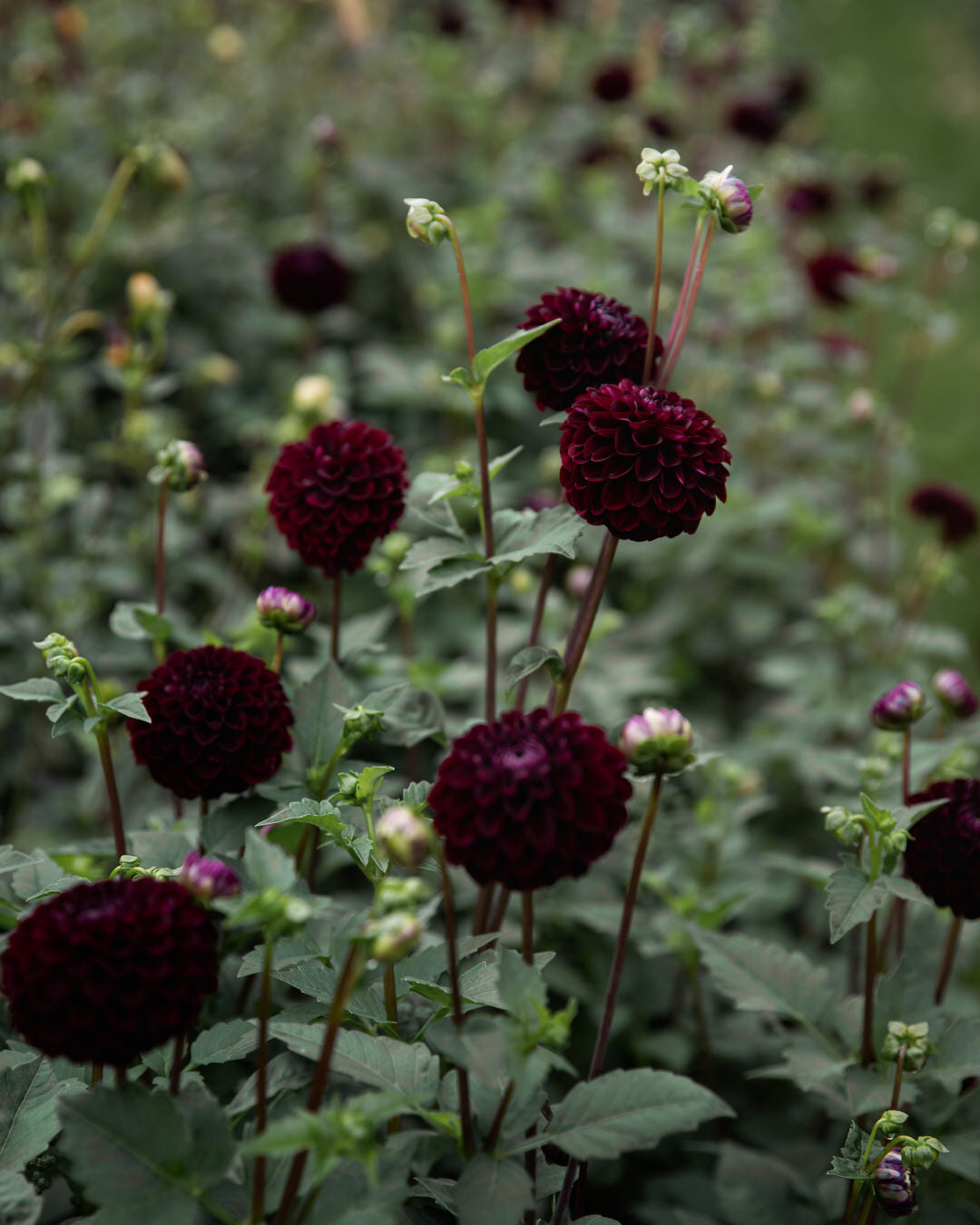 Dahlia Dark Spirit