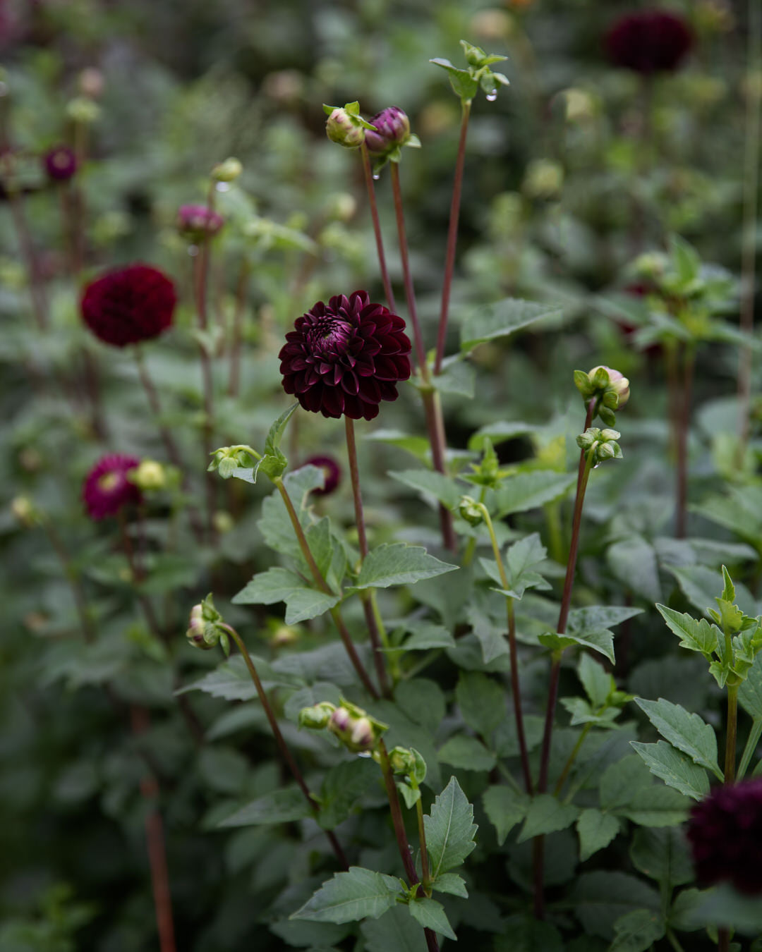 Dahlia Dark Spirit