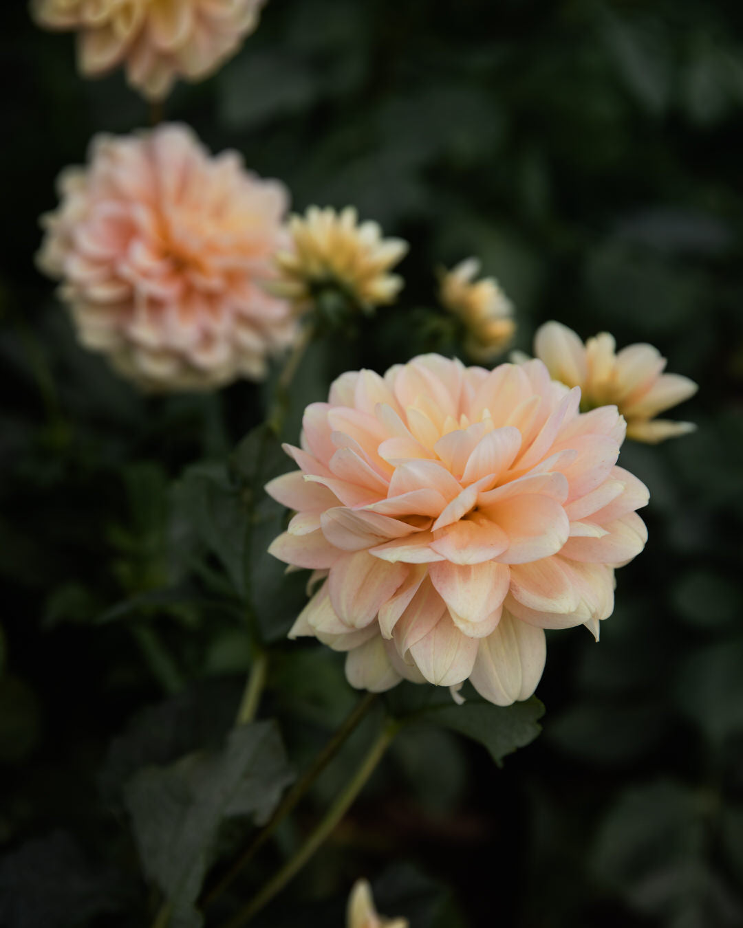 Dahlia Day Dreamer