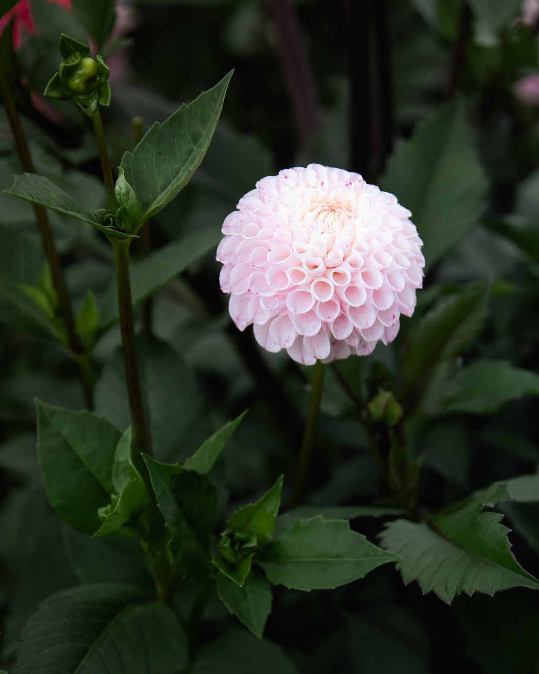 Dahlia Fifi