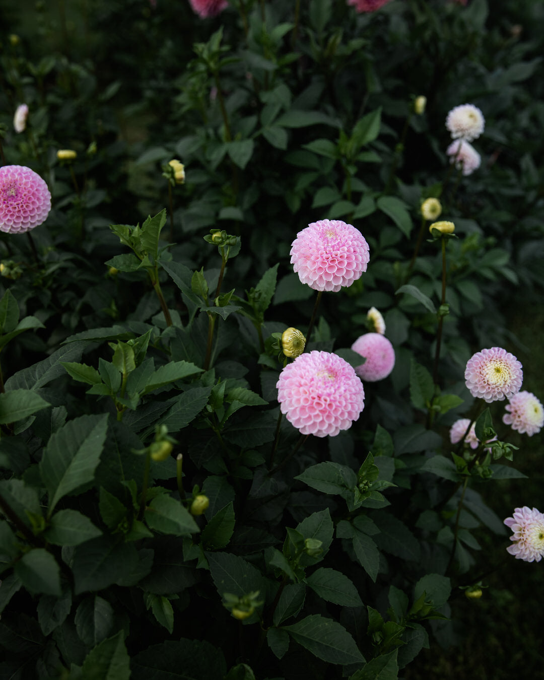 Dahlia Fifi