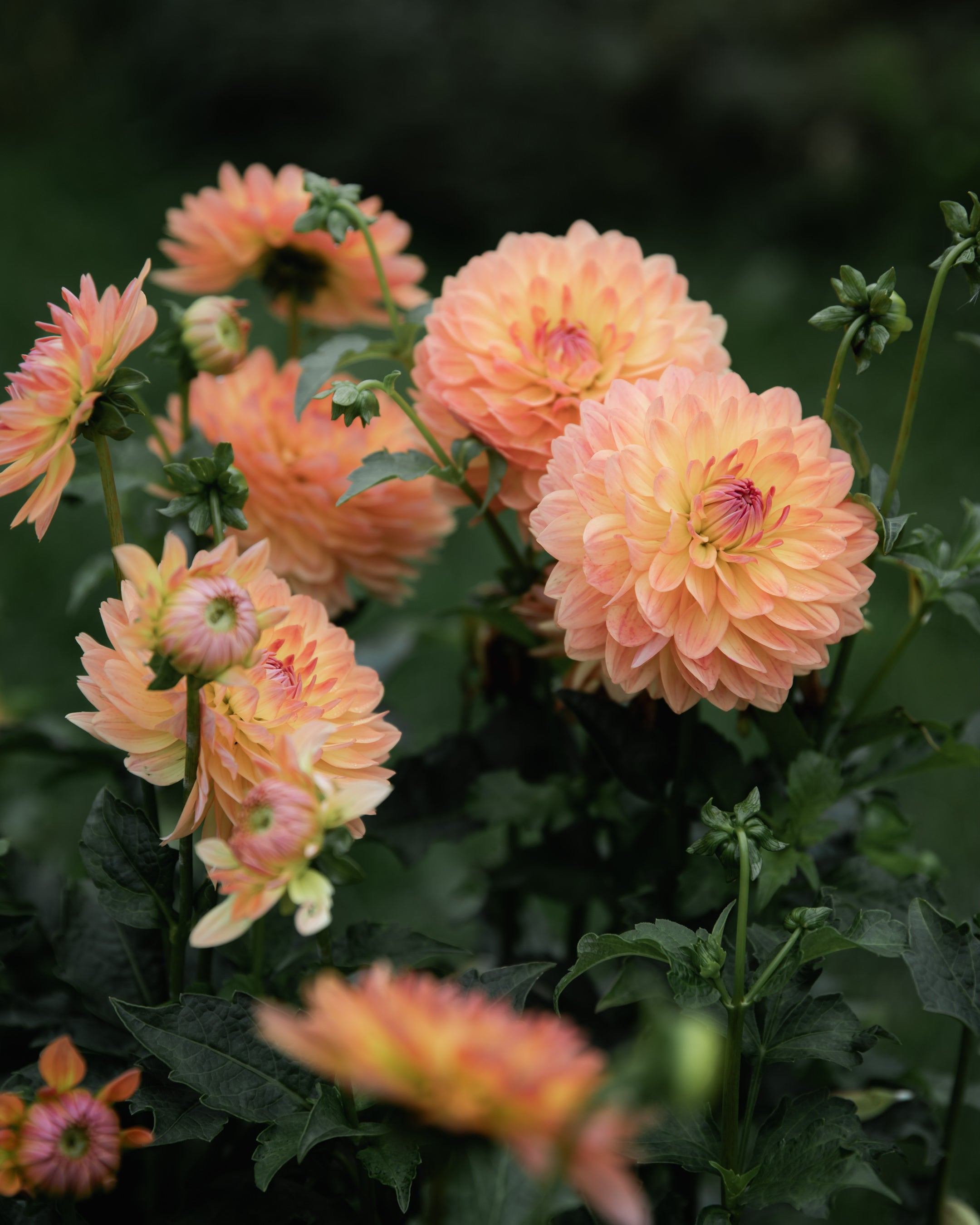 Dahlia Tuber Sale Gabrielle Marie