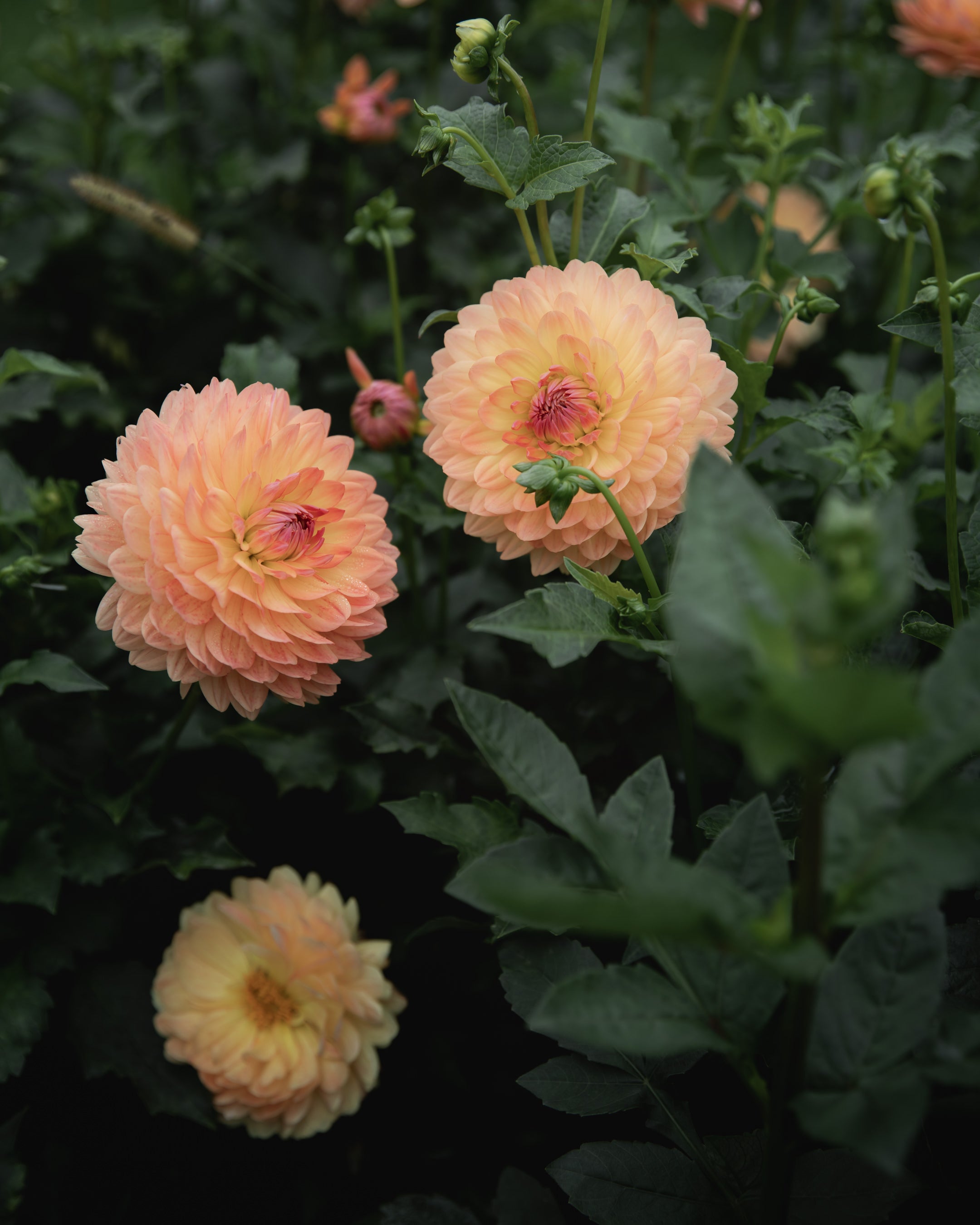 Dahlia Tuber Sale Gabrielle Marie