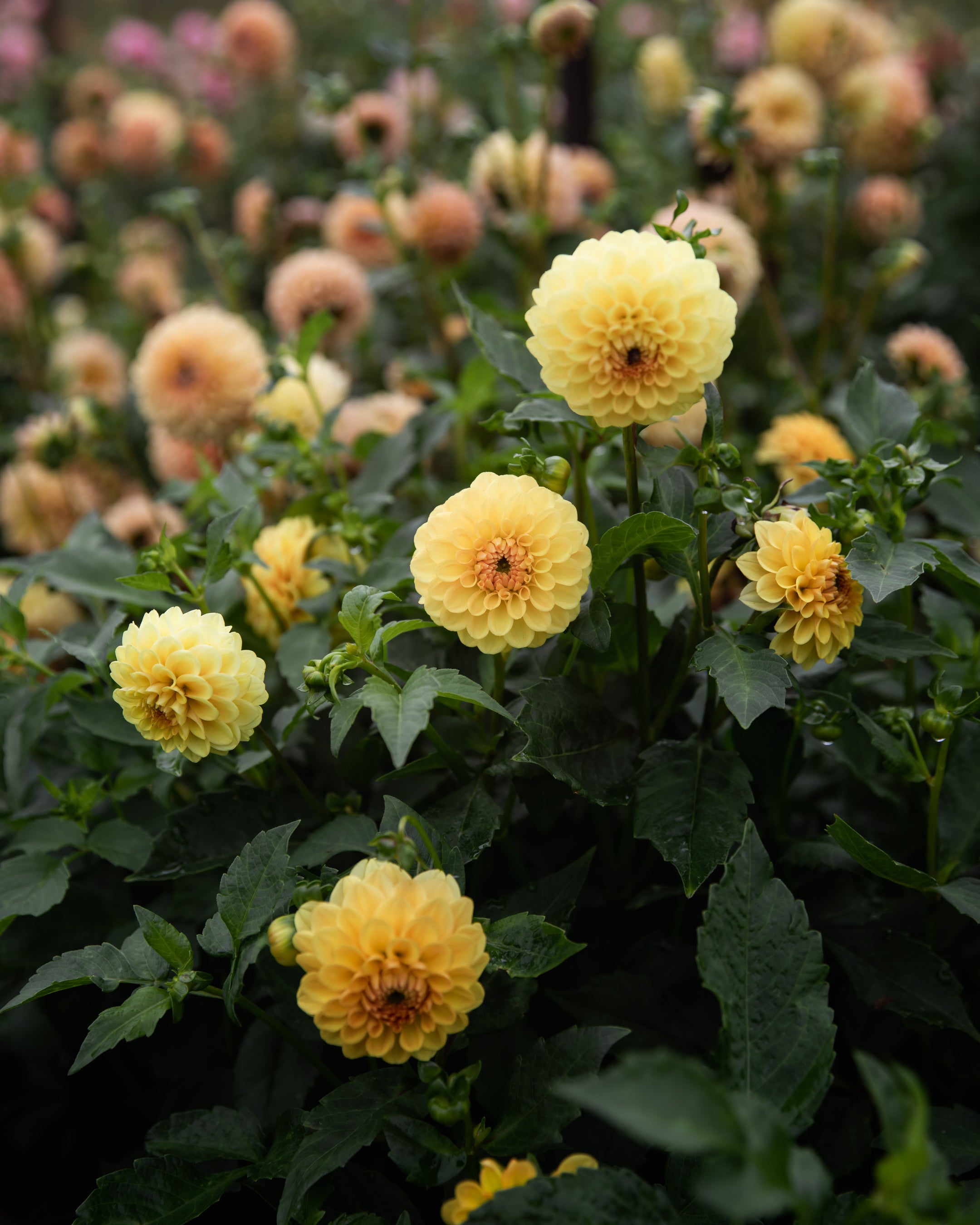 Dahlia Golden Scepter Tuber Sale